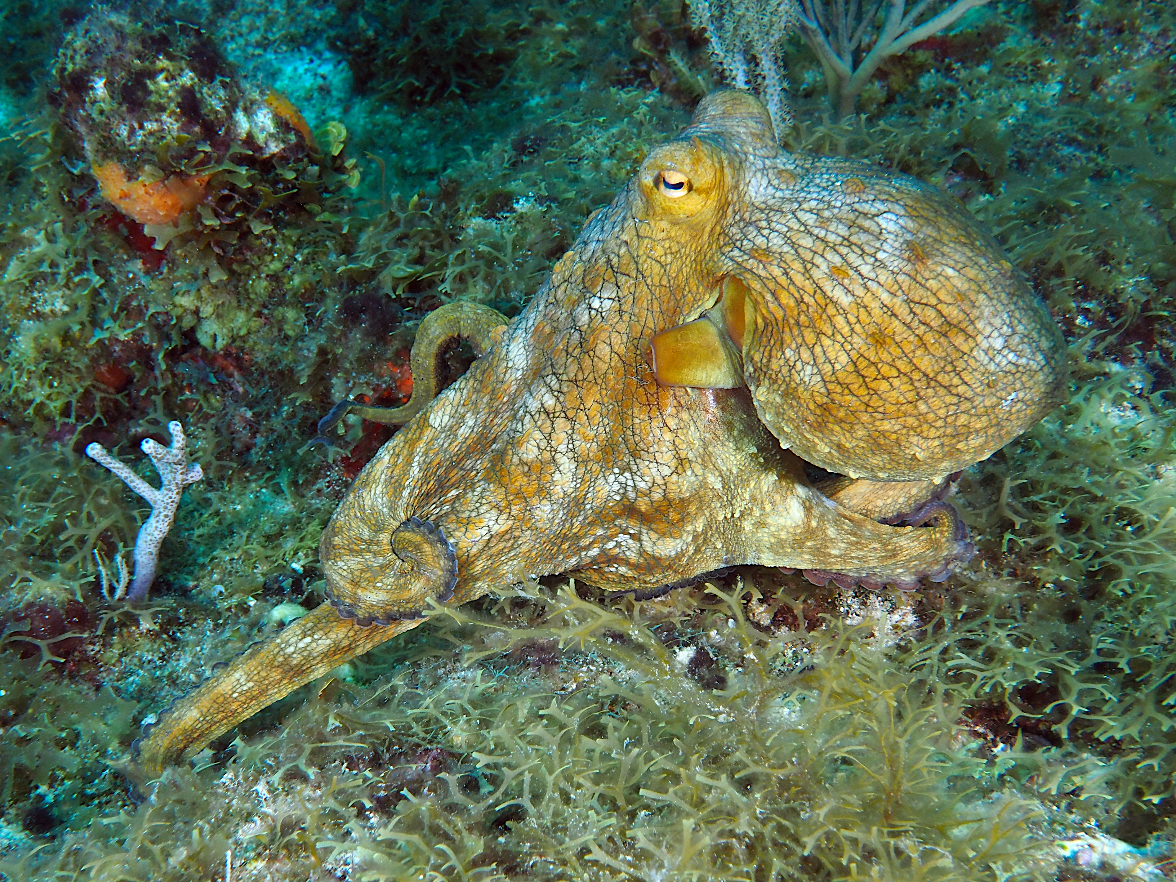 Common Octopus - Octopus vulgaris