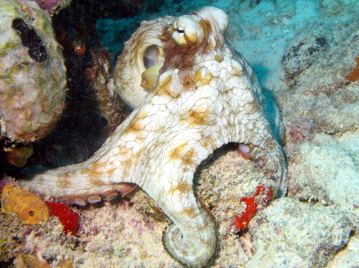 Common Octopus - Octopus vulgaris - Aruba - Photo 2 - Caribbean Reefs