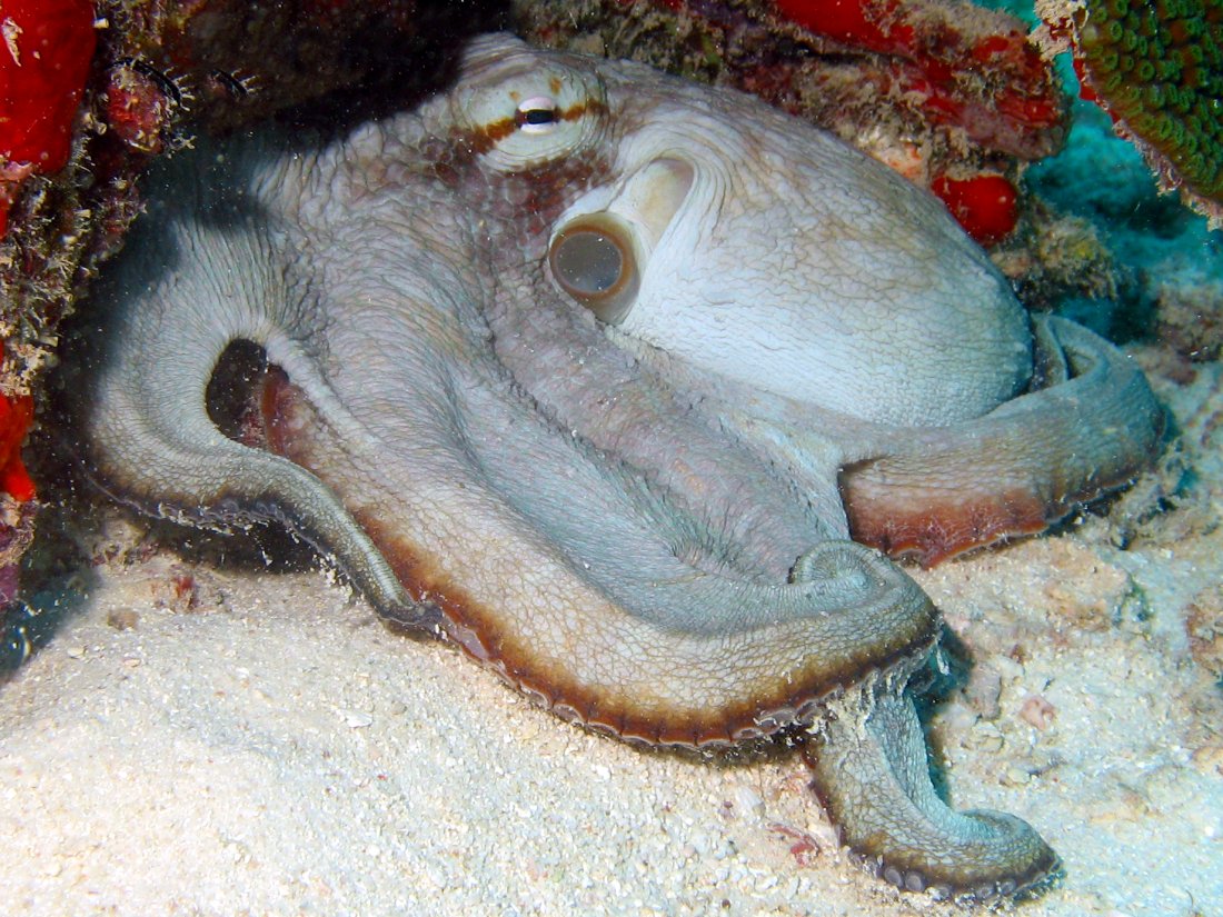 Common Octopus - Octopus vulgaris
