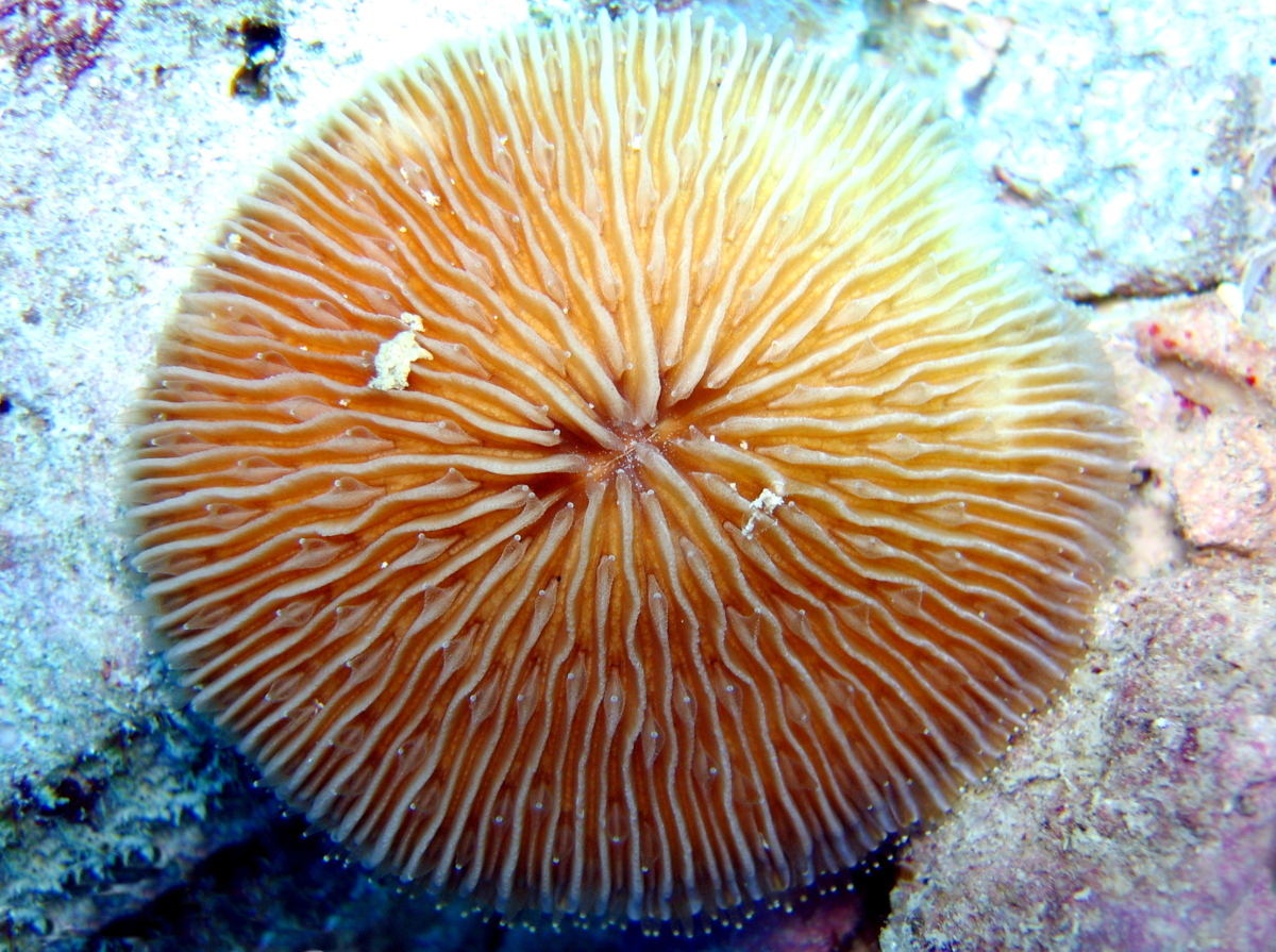Common Razor Coral - Fungia scutaria - Maui, Hawaii