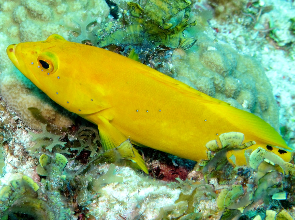 Coney - Cephalopholis fulva