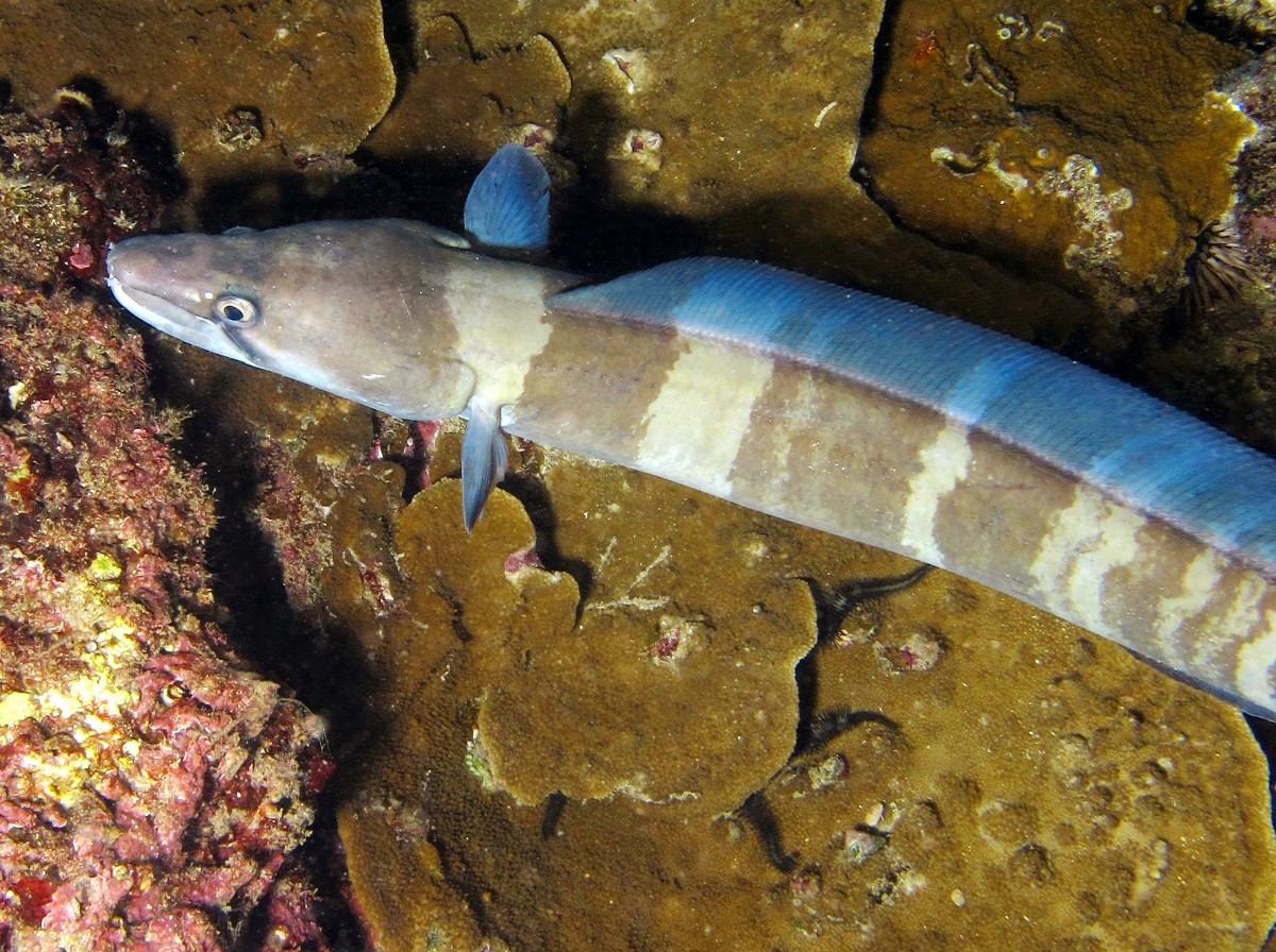 Hawaiian Conger Eel - Conger marginatus - Maui, Hawaii