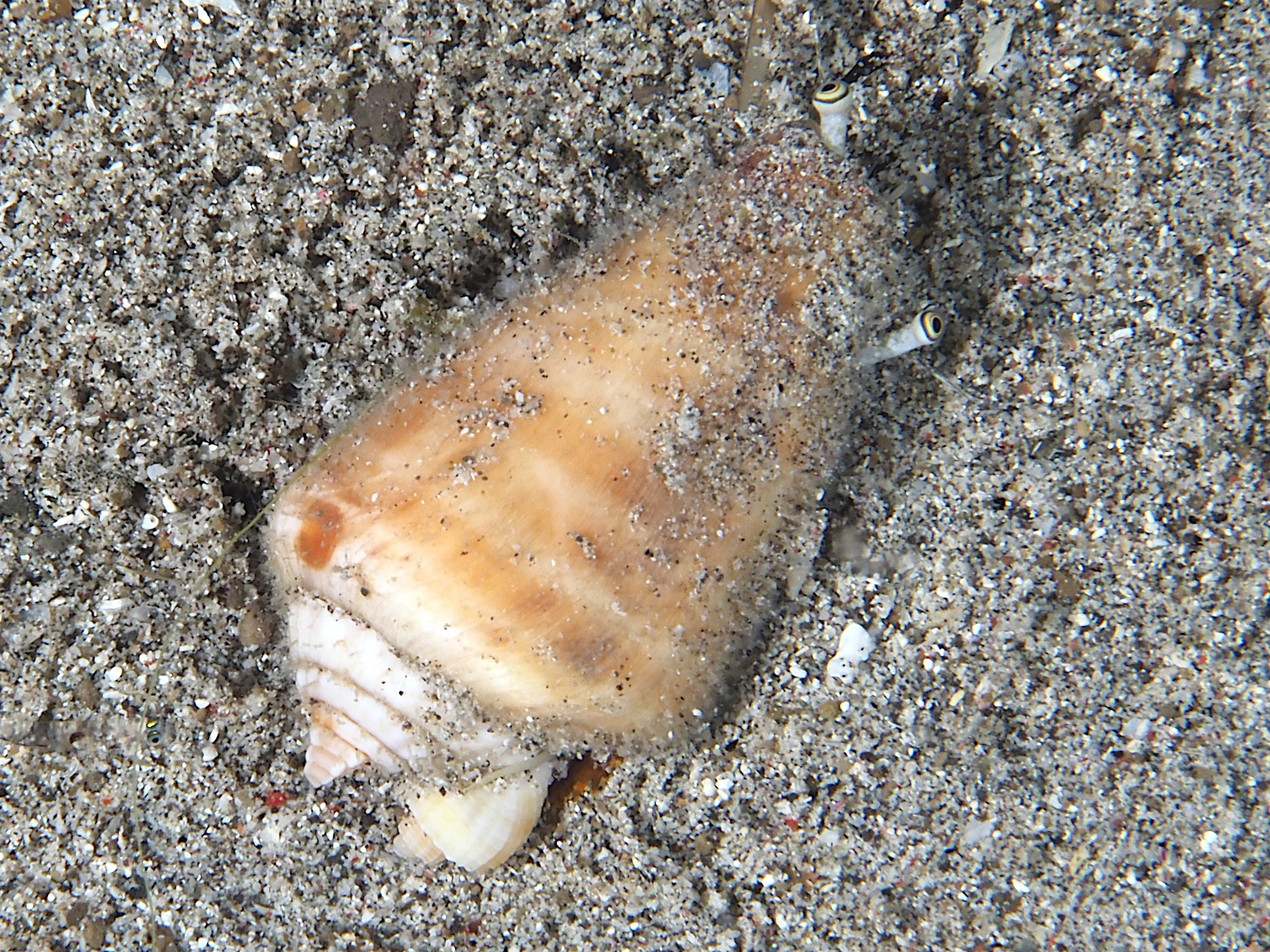 Strawberry Conch - Conomurex luhuanus