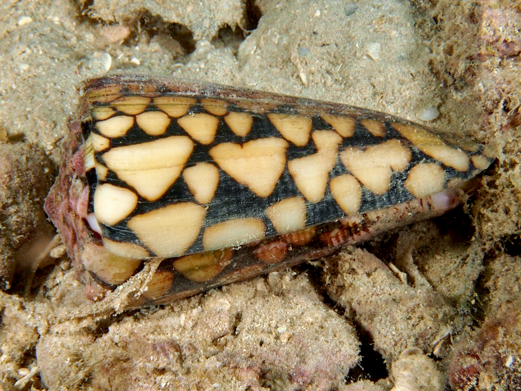 Marbled Cone - Conus marmoreus - Fiji