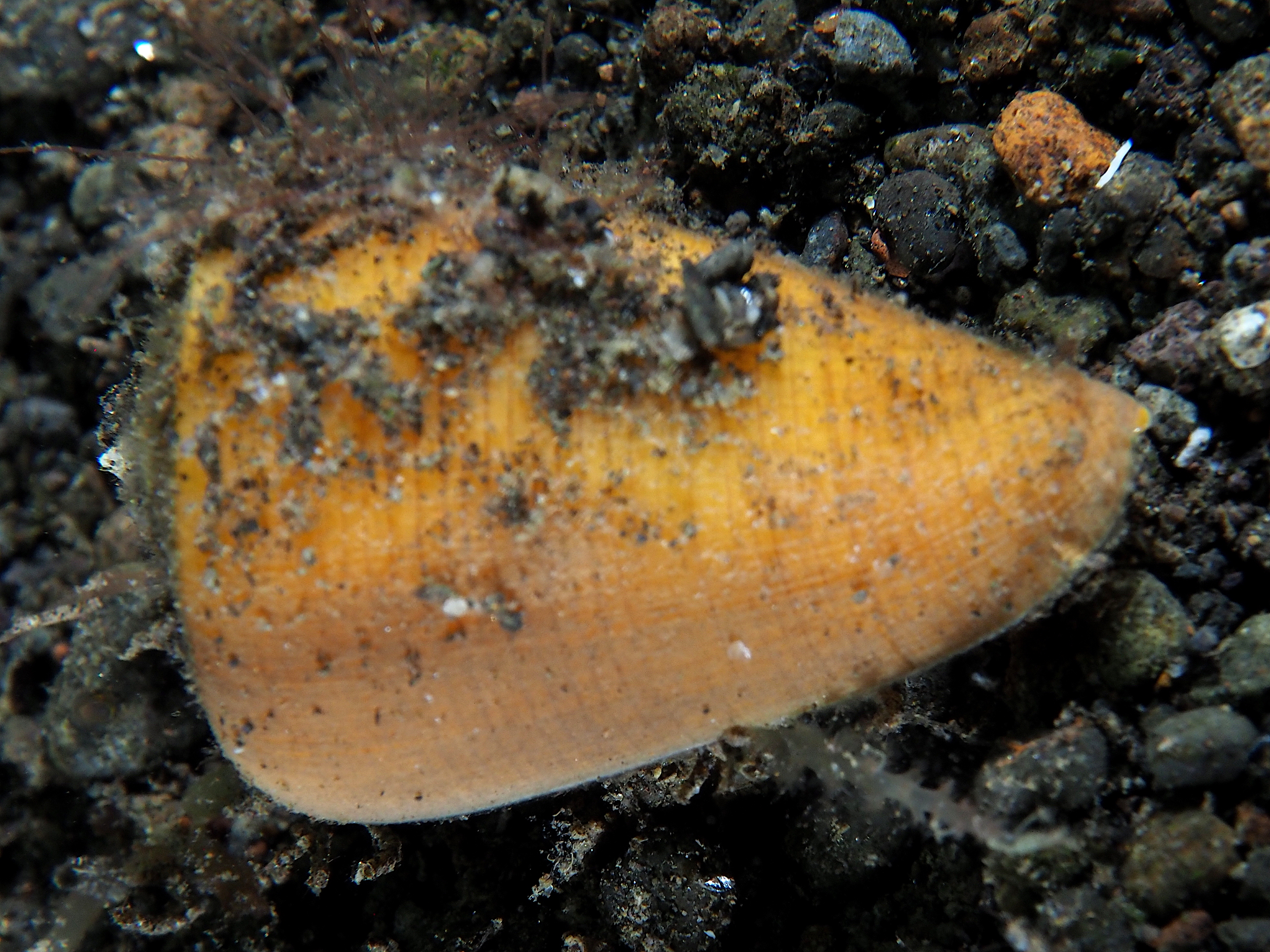 Oak Cone - Conus quercinus