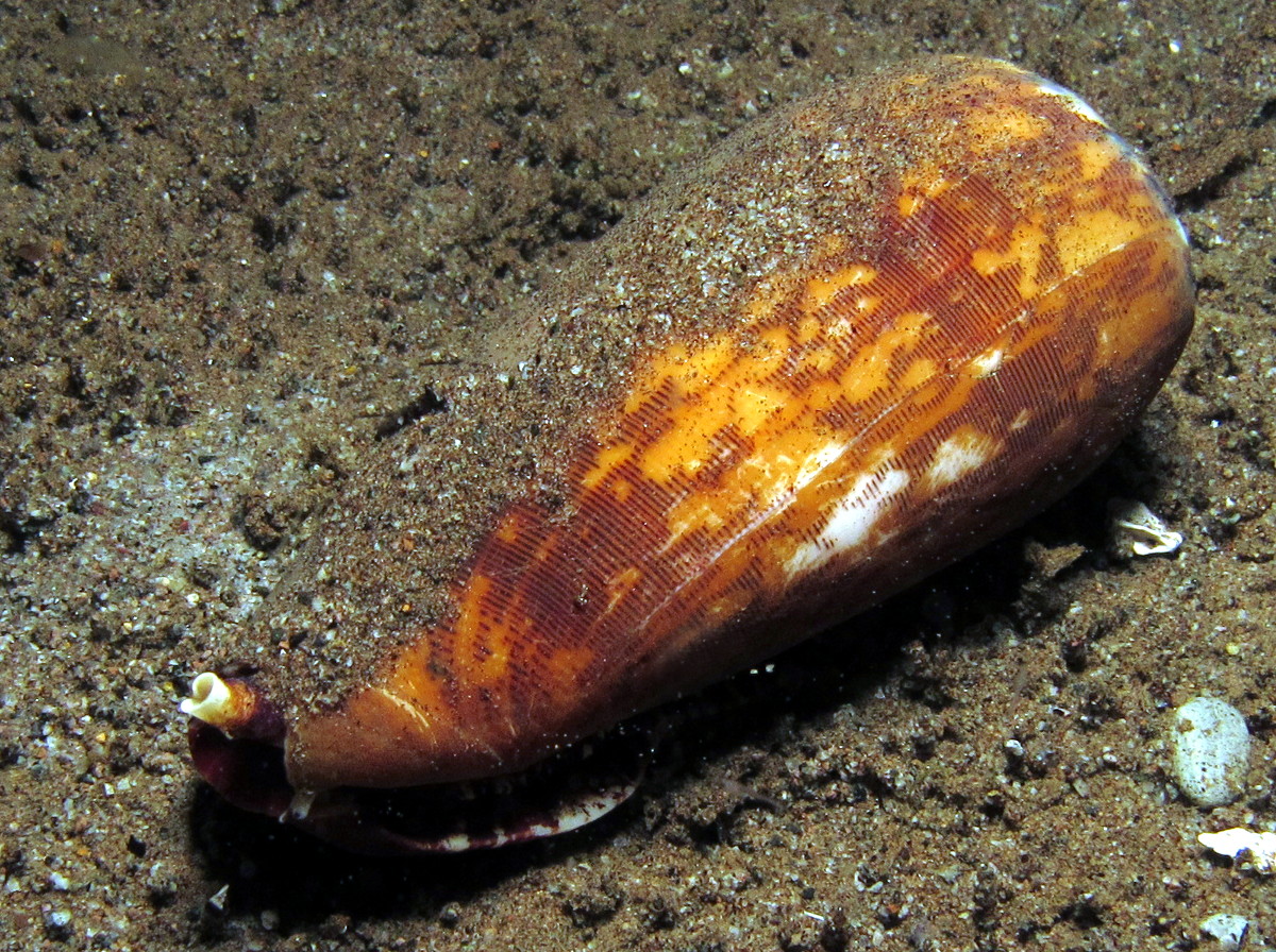 Striated Cone - Conus striatus