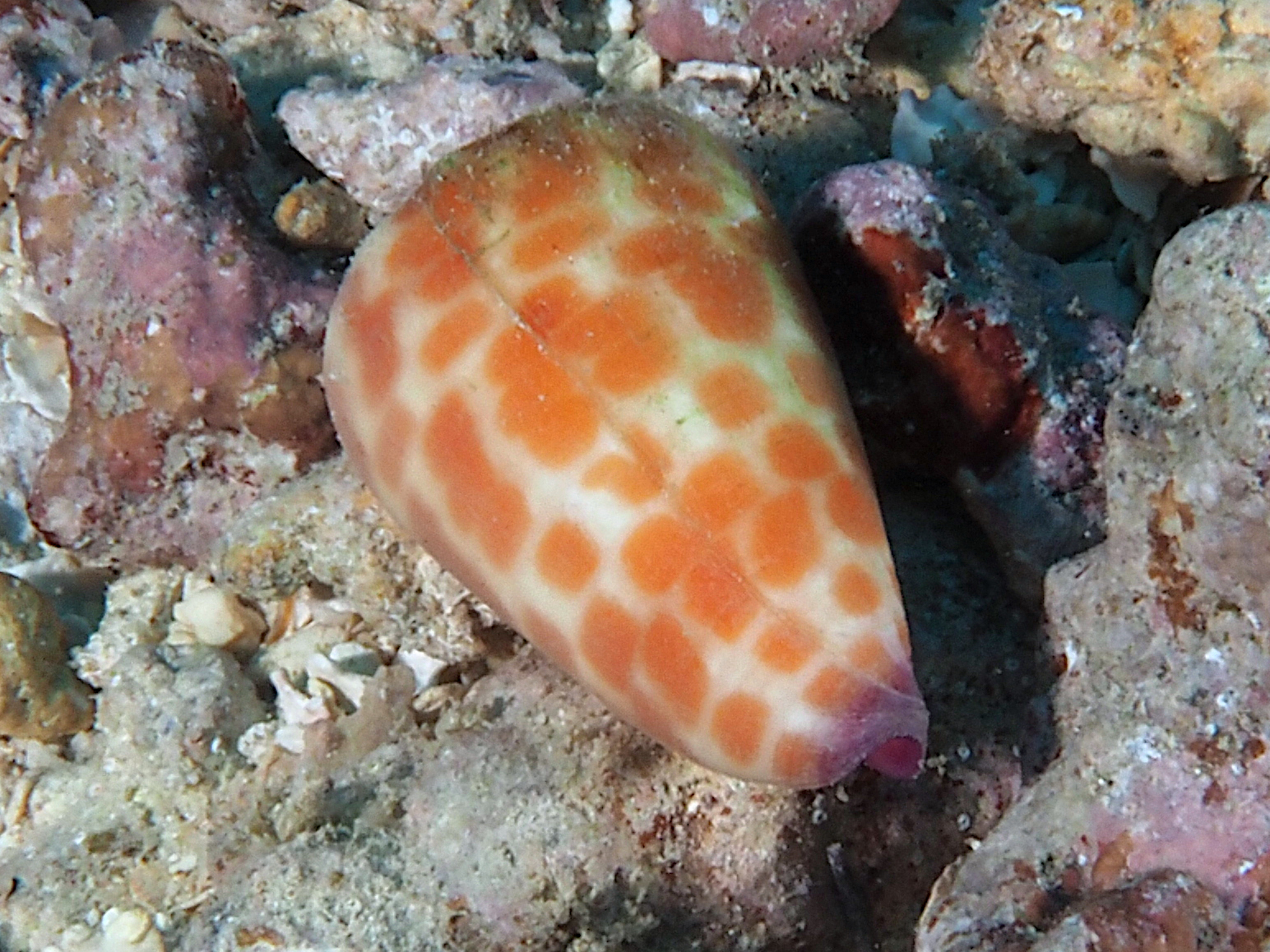 Tessellate Cone - Conus tessulatus
