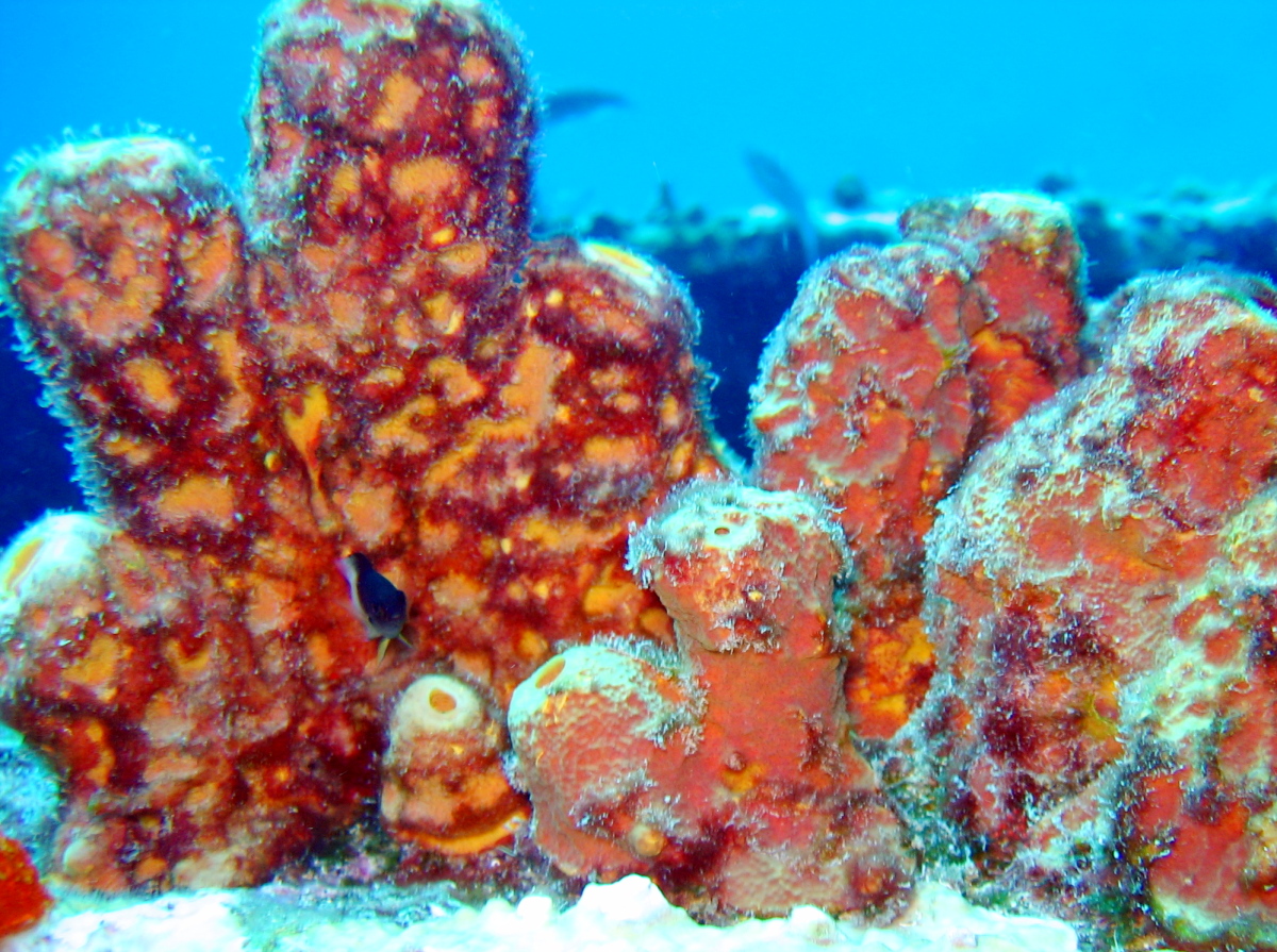 Convoluted Barrel Sponge - Aplysina lacunosa