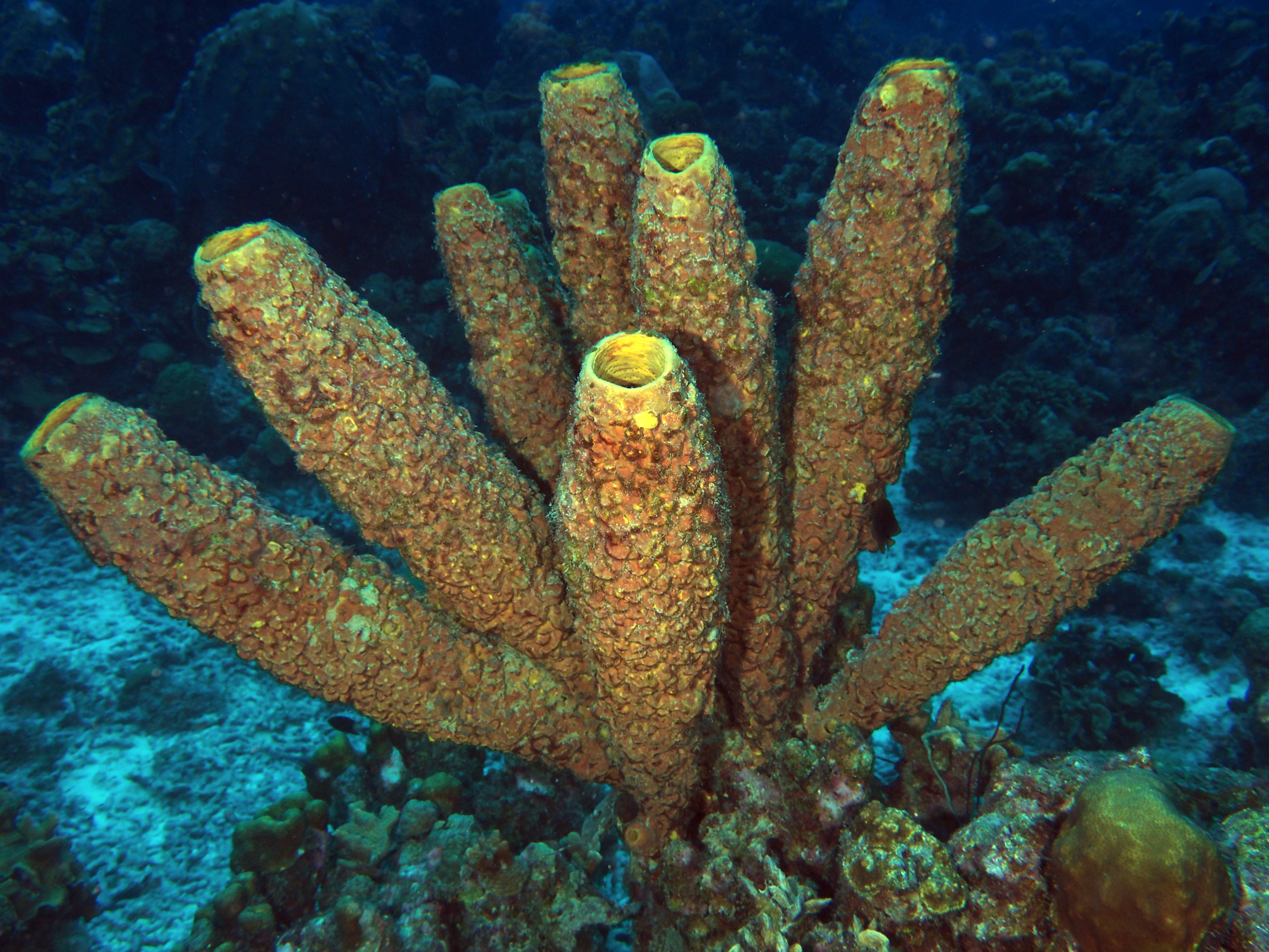 Convoluted Barrel Sponge - Aplysina lacunosa