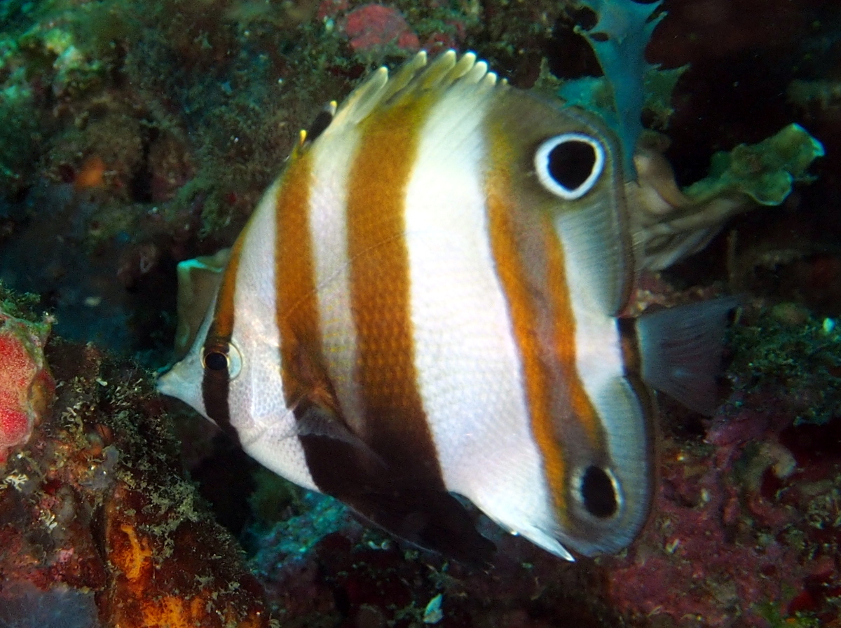Two-Eyed Coralfish - Coradion melanopus - Anilao, Philippines