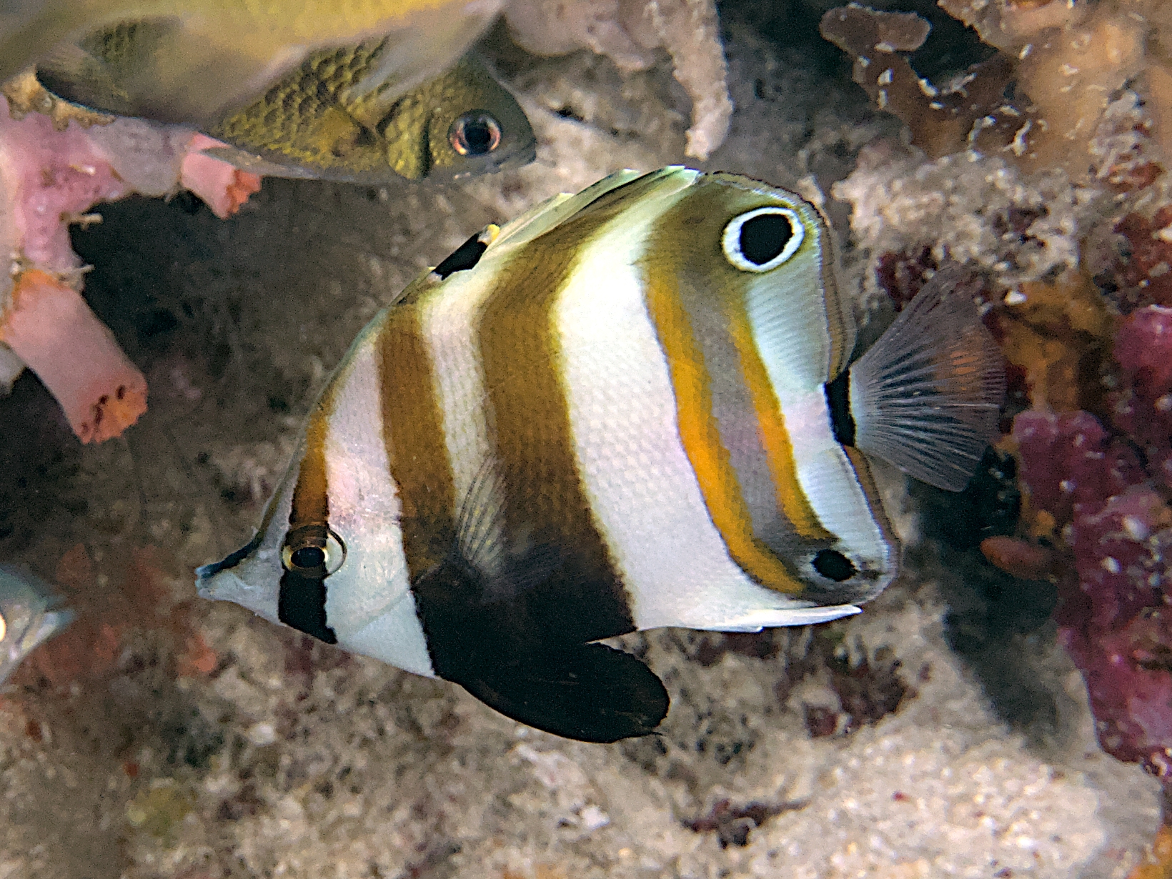 Two-Eyed Coralfish - Coradion melanopus