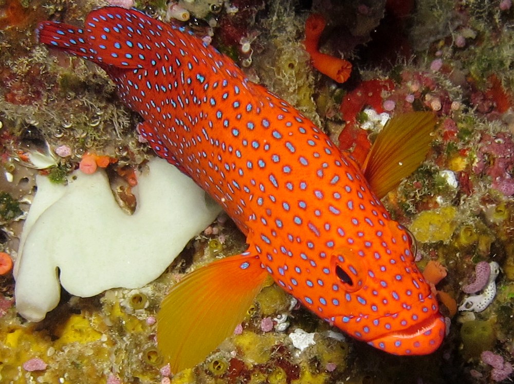 Coral Grouper - Cephalopholis miniata