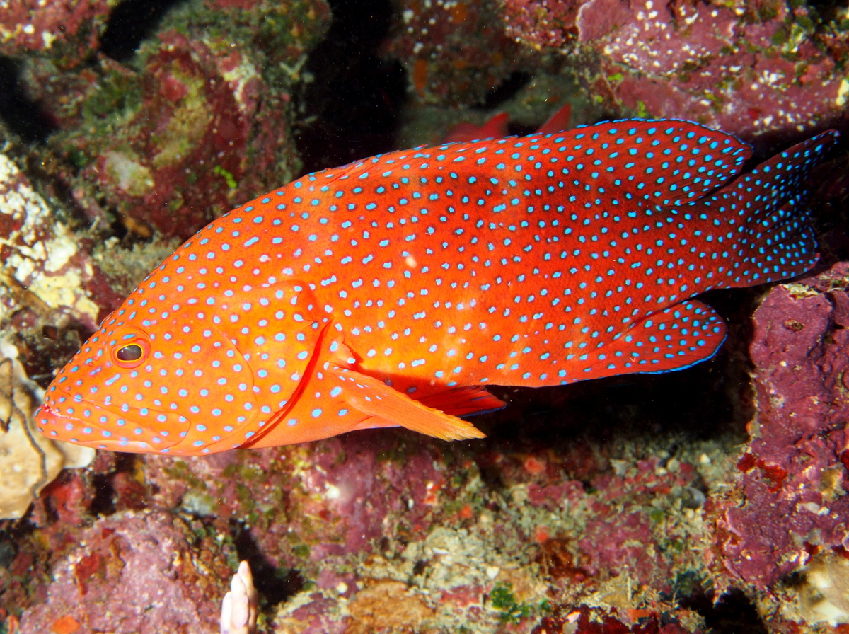 Coral Grouper - Cephalopholis miniata