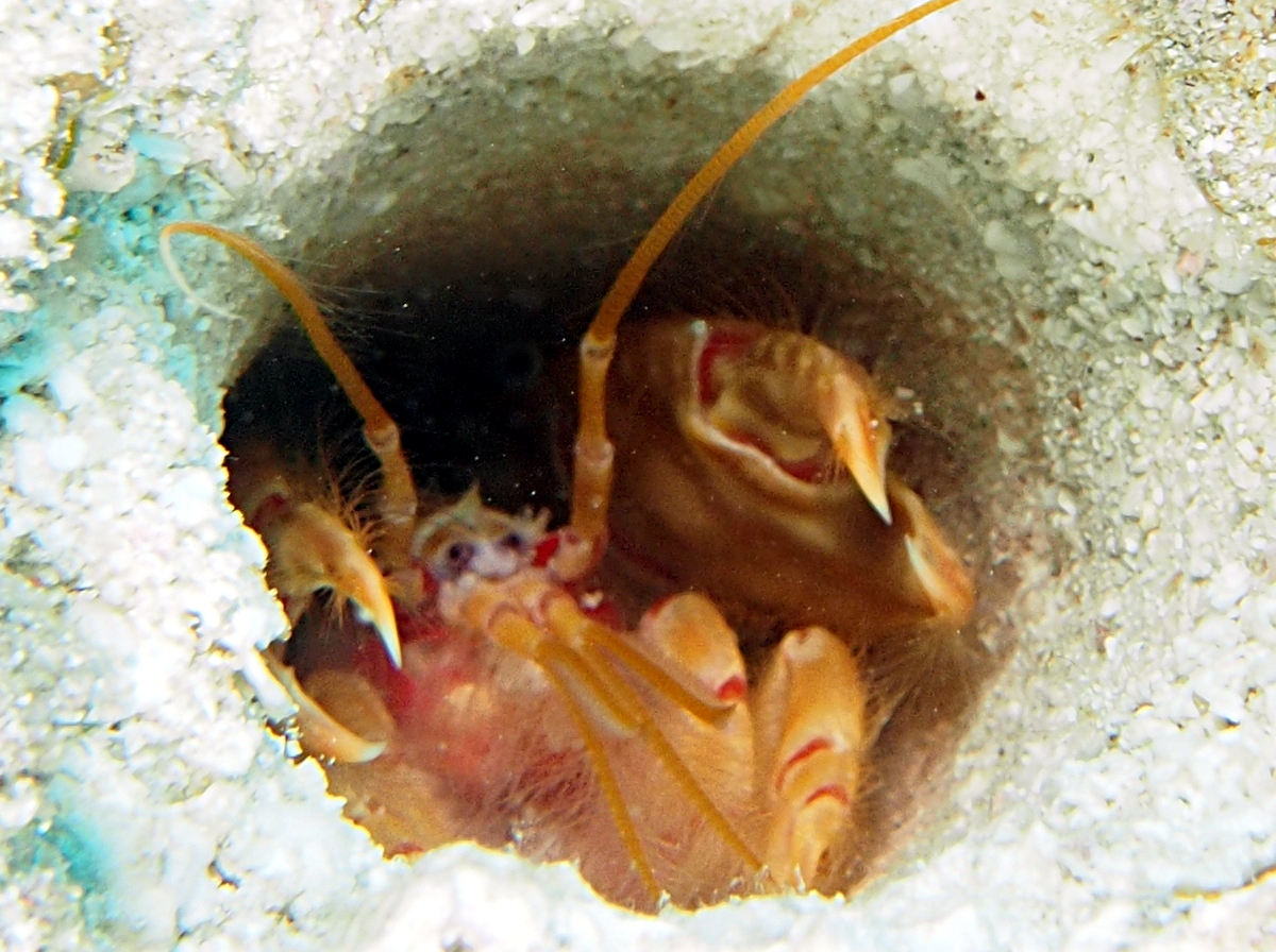 Red-Orange Ghost Shrimp - Corallianassa longiventris - Cozumel, Mexico