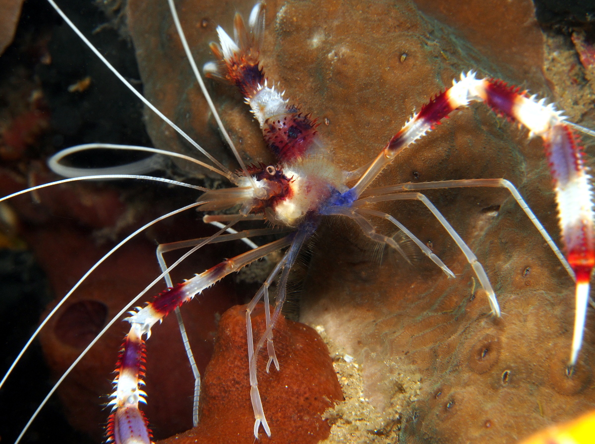 Banded Coral Shrimp - Stenopus hispidus