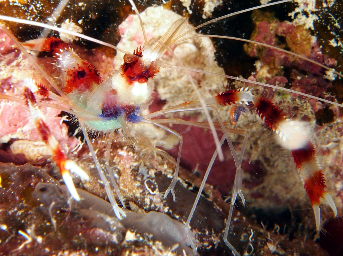 Banded Coral Shrimp - Stenopus hispidus