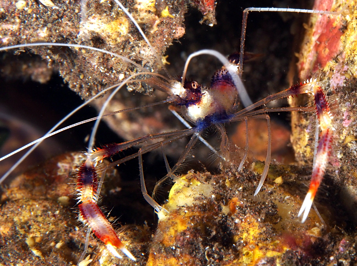 Banded Coral Shrimp - Stenopus hispidus