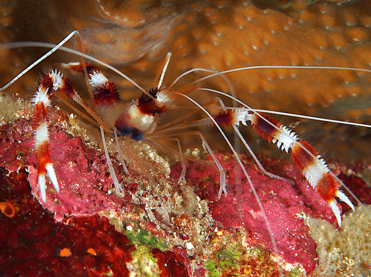 Banded Coral Shrimp - Stenopus hispidus