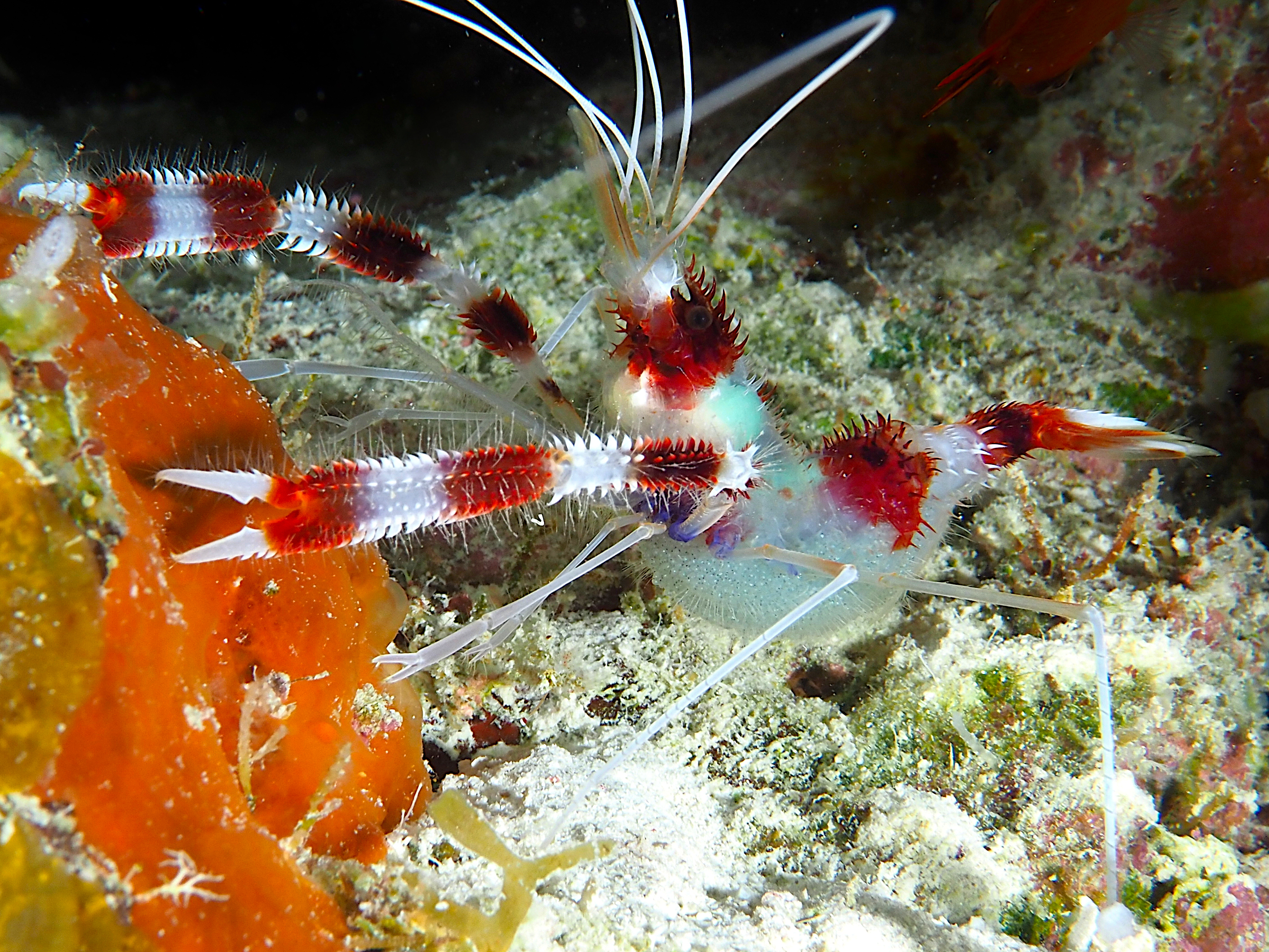 Banded Coral Shrimp - Stenopus hispidus