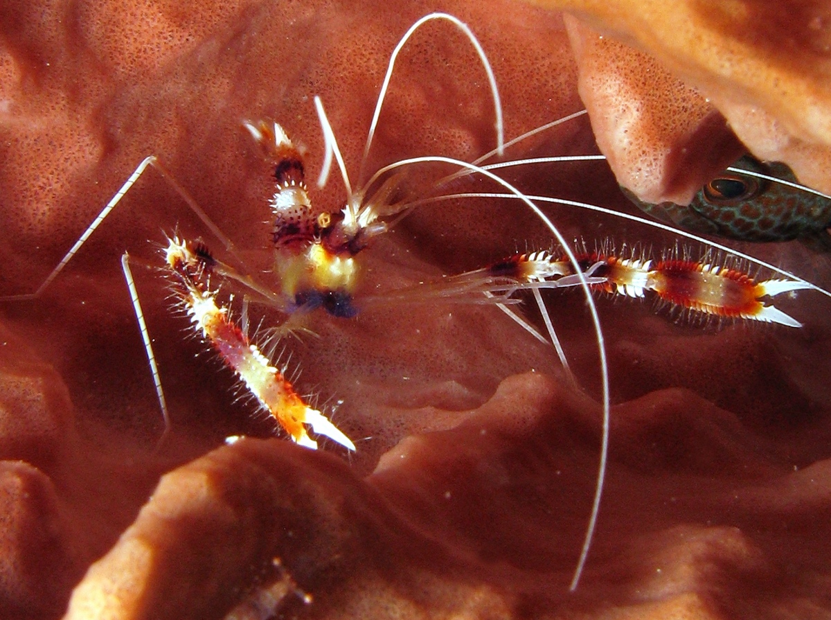 Banded Coral Shrimp - Stenopus hispidus