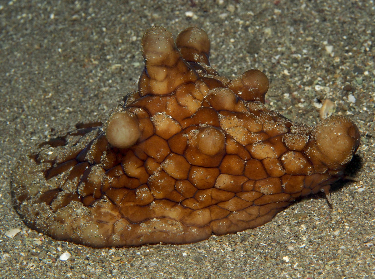 Black Velutinid - Coriocella nigra - Anilao, Philippines