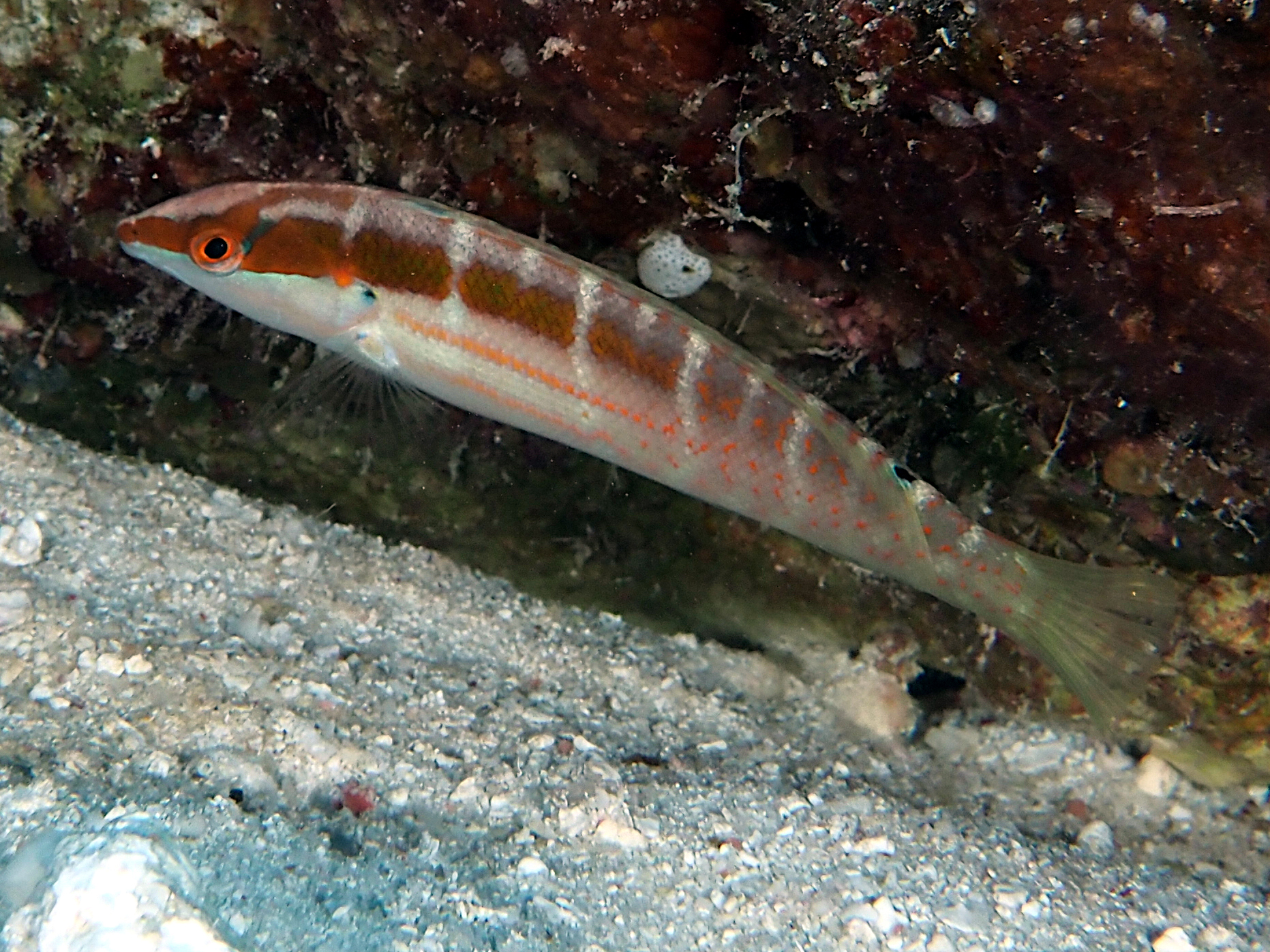 Pale-Barred Coris - Coris dorsomacula - Coral Sea, Australia