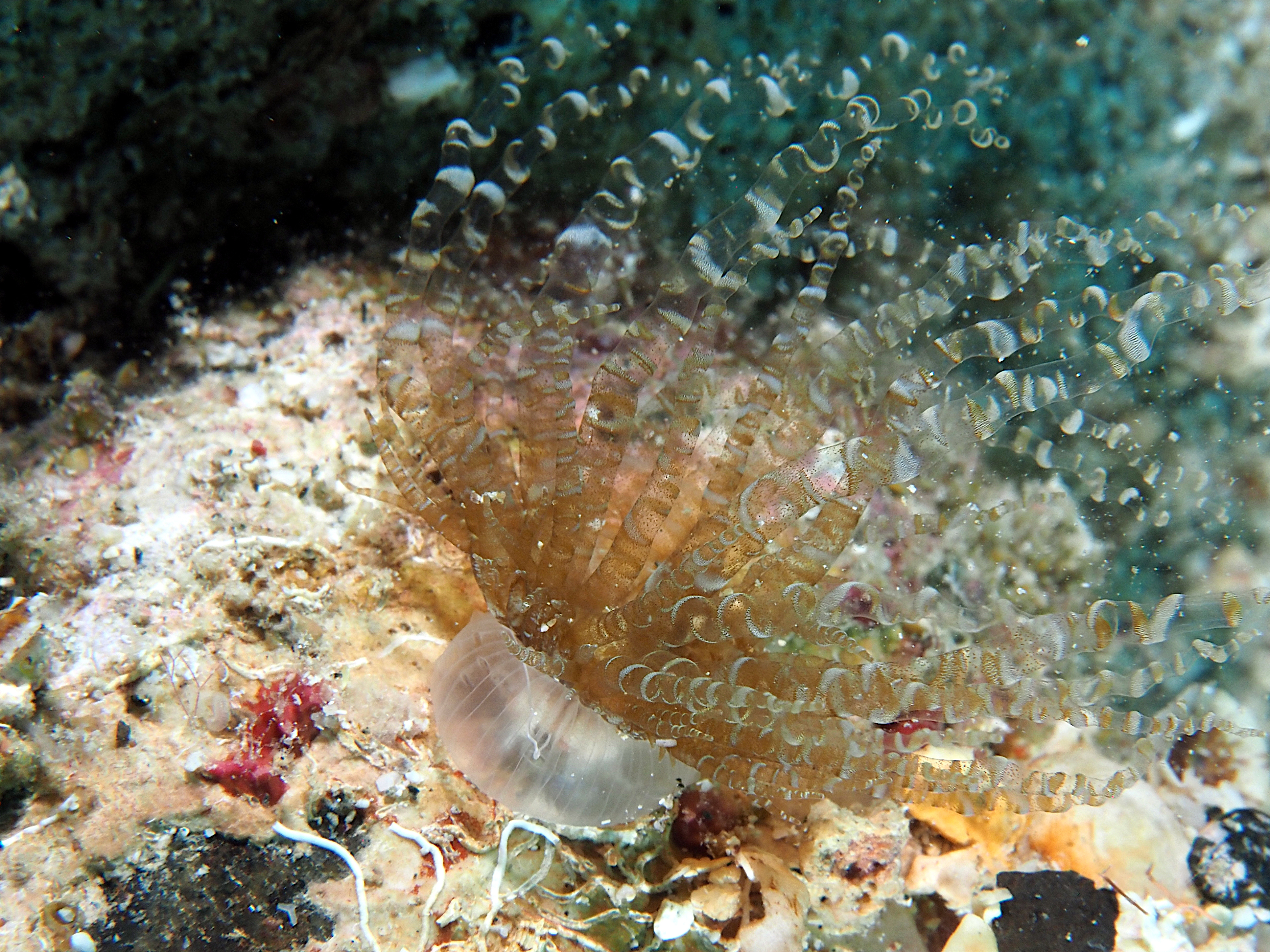 Corkscrew Anemone - Bartholomea annulata