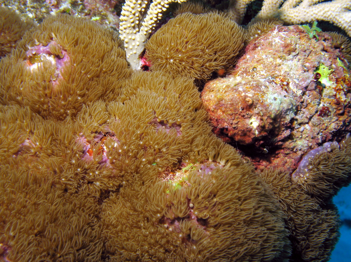 Corky Sea Finger - Briareum asbestinum