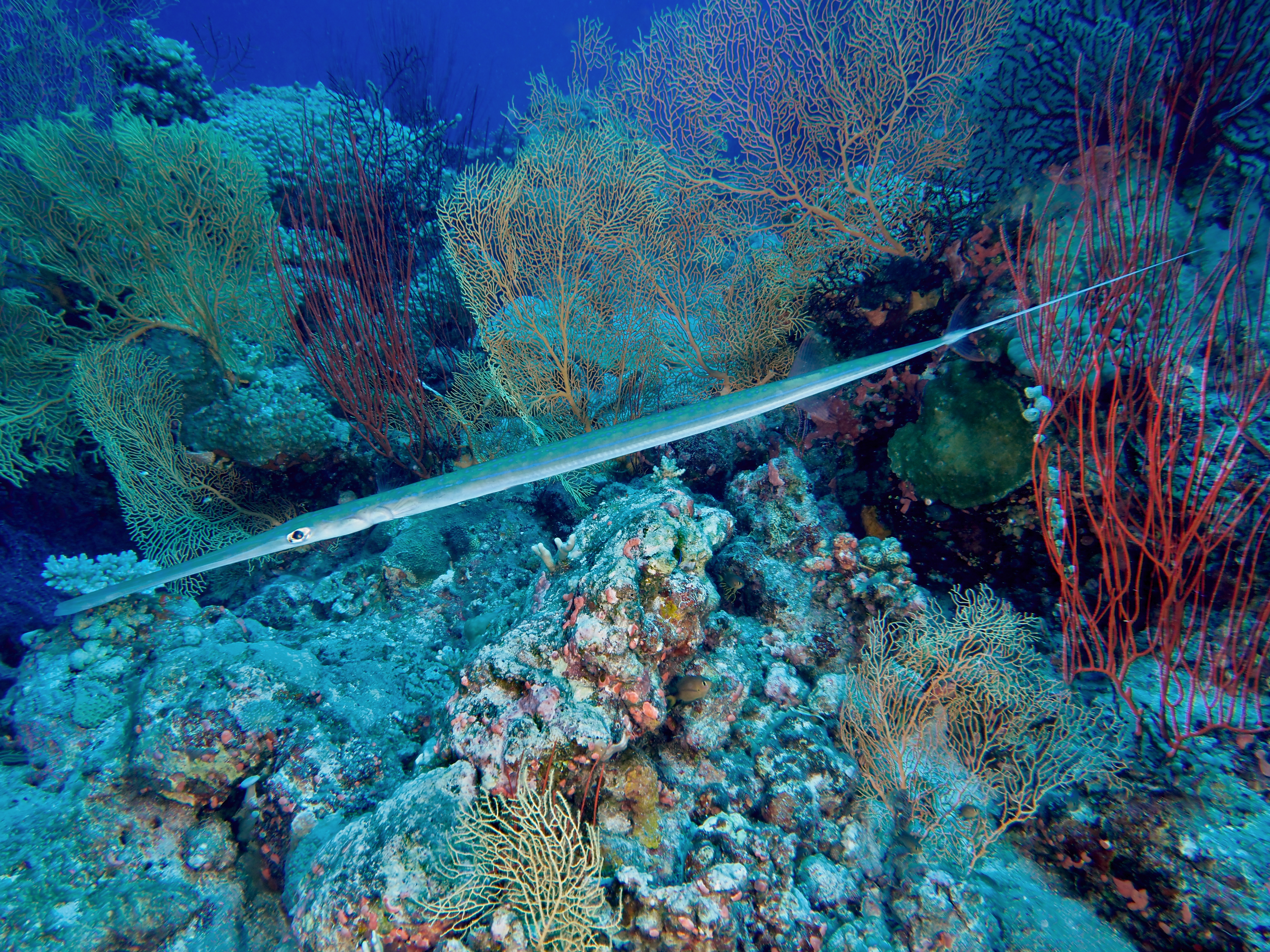 Bluespotted Cornetfish - Fistularia commersonii