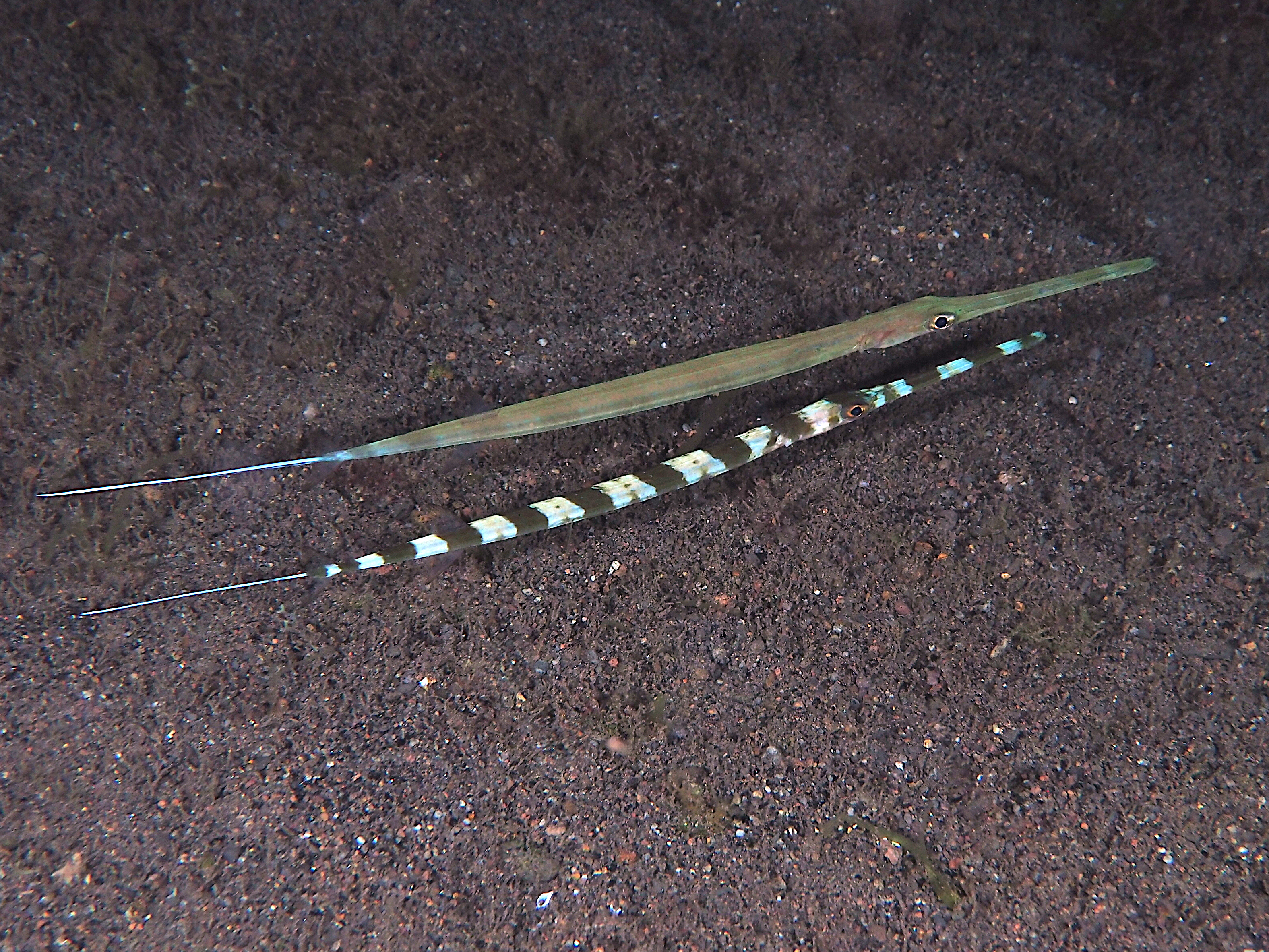 Bluespotted Cornetfish - Fistularia commersonii