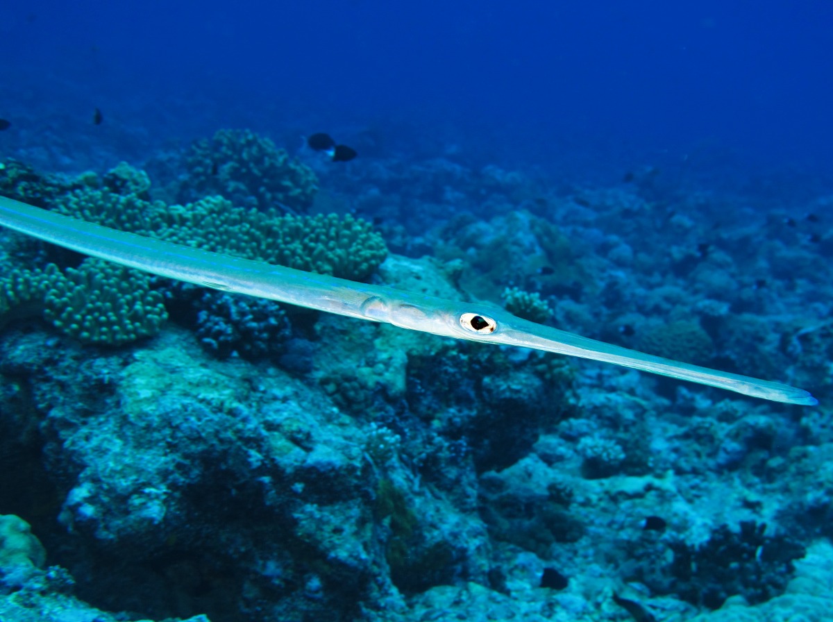 Bluespotted Cornetfish - Fistularia commersonii