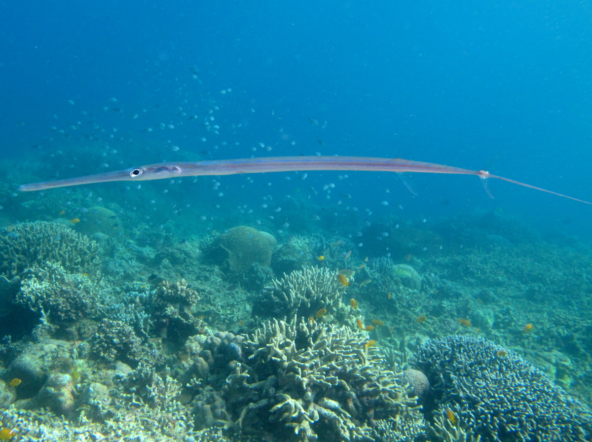 Bluespotted Cornetfish - Fistularia commersonii