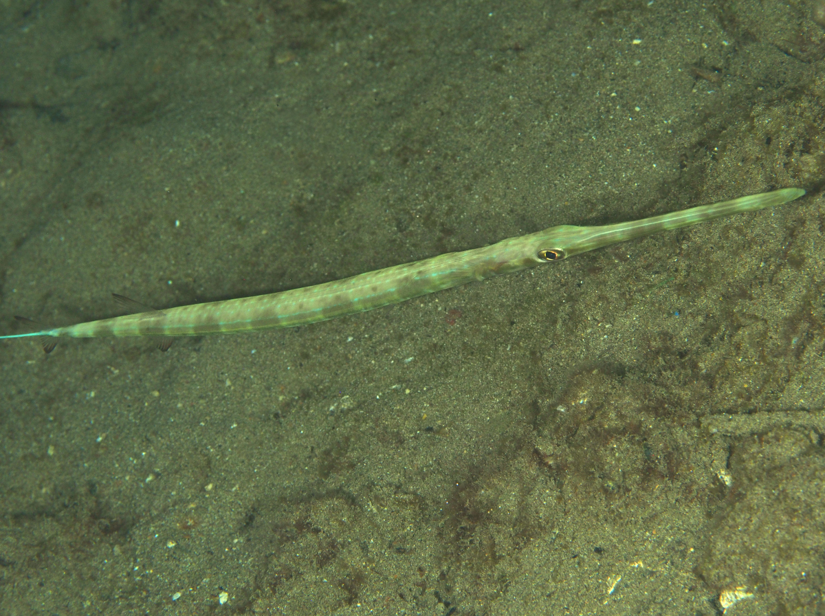 Bluespotted Cornetfish - Fistularia commersonii