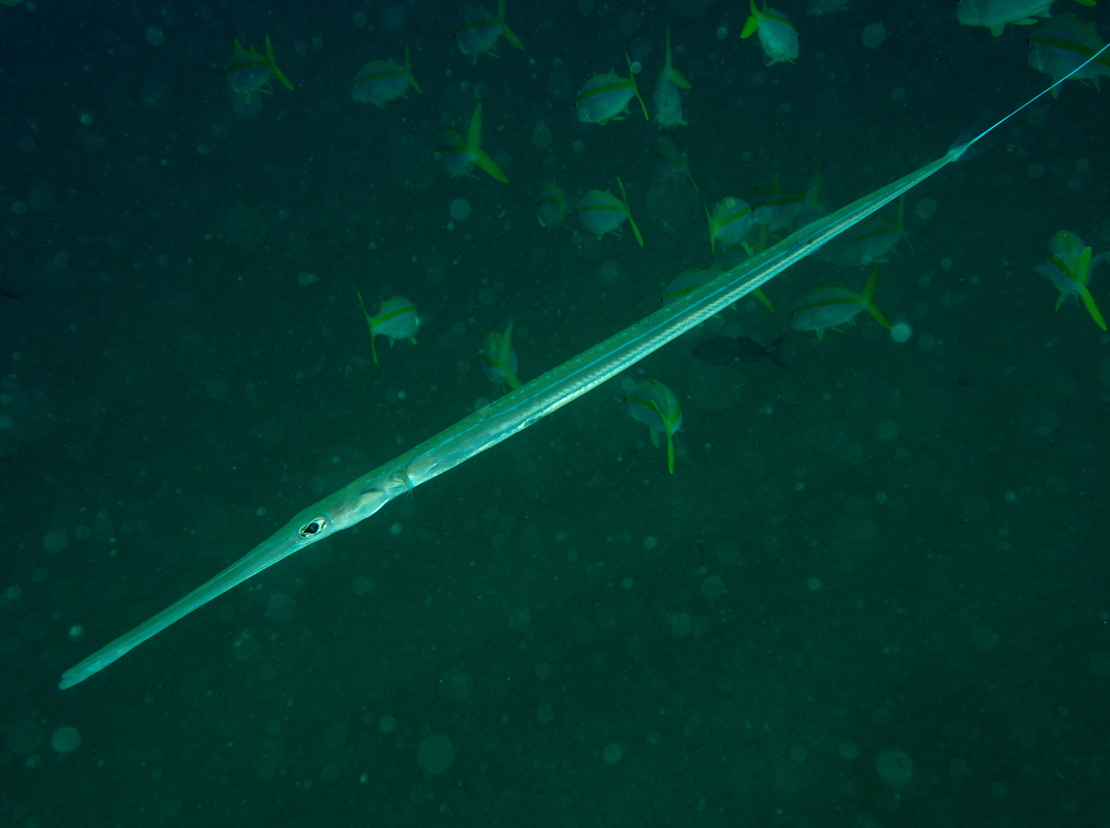 Bluespotted Cornetfish - Fistularia commersonii