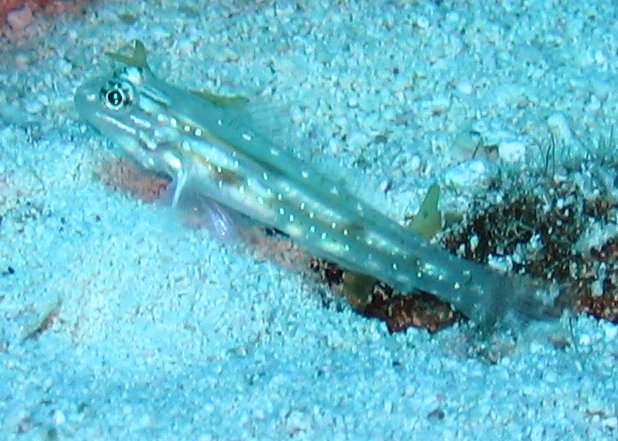 Sand-Canyon Goby - Coryphopterus venezuelae