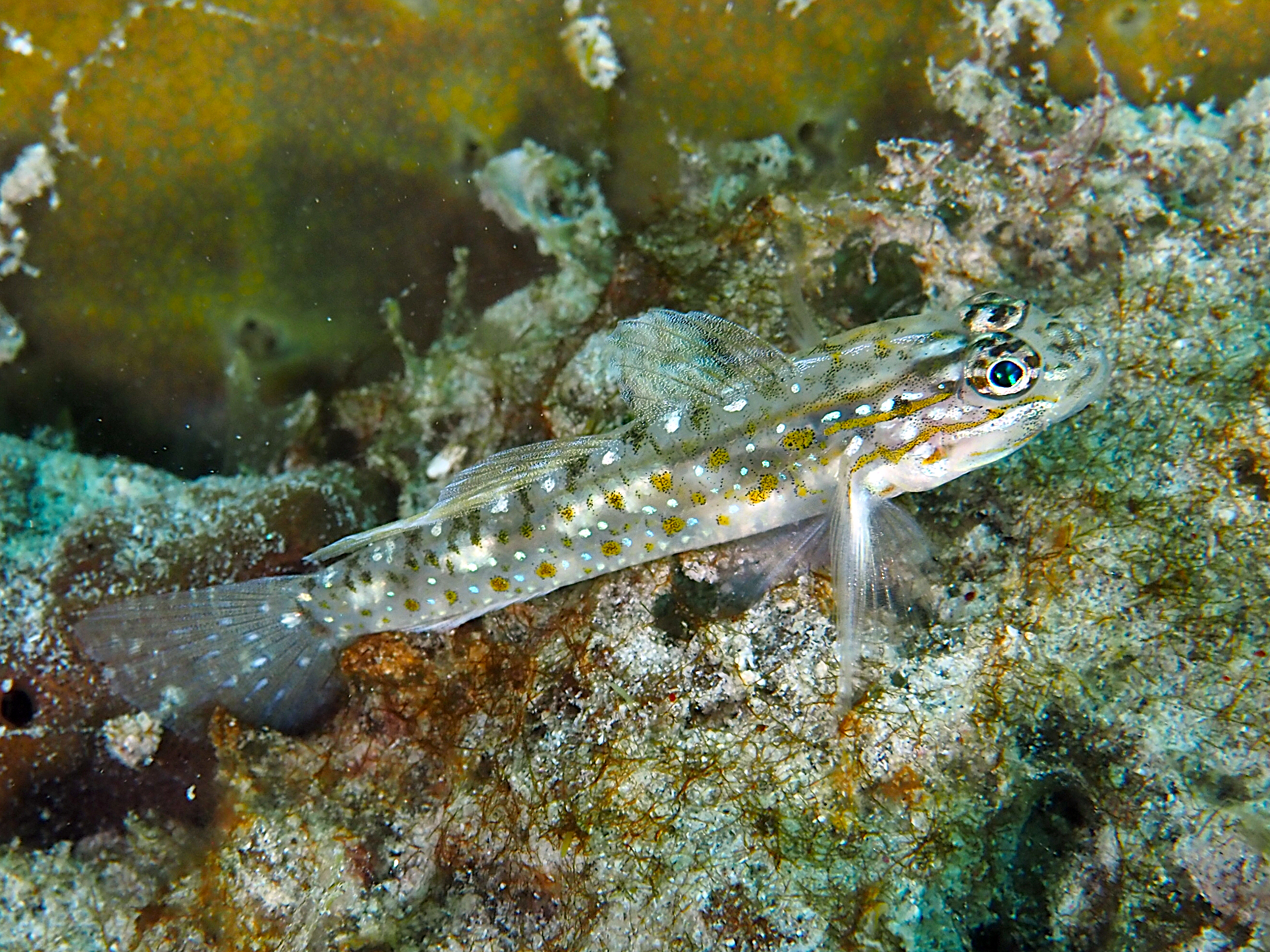 Sand-Canyon Goby - Coryphopterus venezuelae