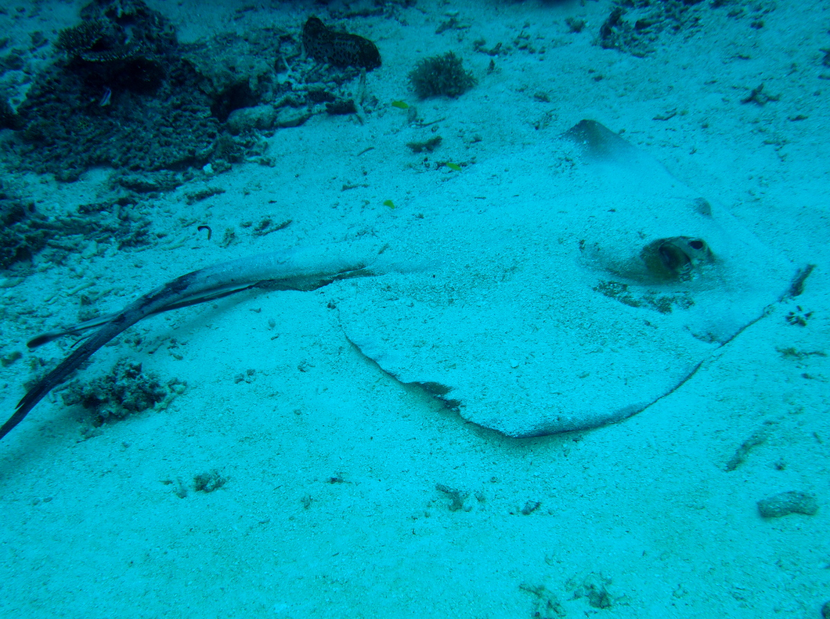 Cowtail Stingray - Pastinachus sephen