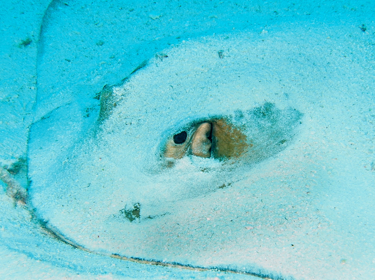 Cowtail Stingray - Pastinachus sephen