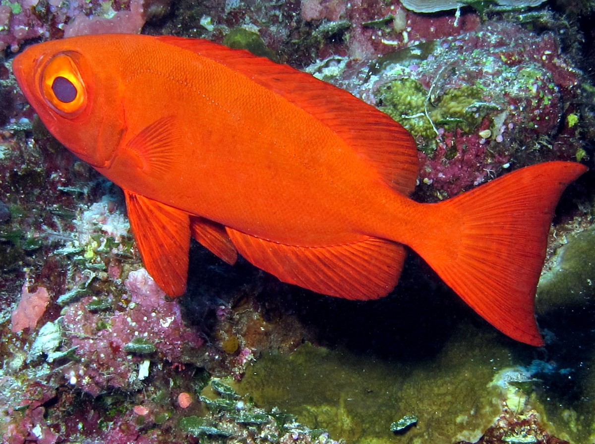 Crescent-Tail Bigeye - Priacanthus hamrur - Palau