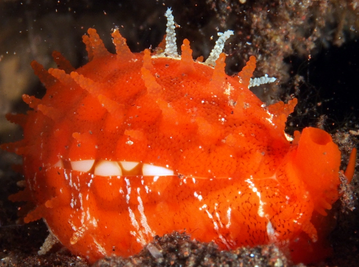 Sieve Cowry - Cribrarula cribraria - Bali, Indonesia