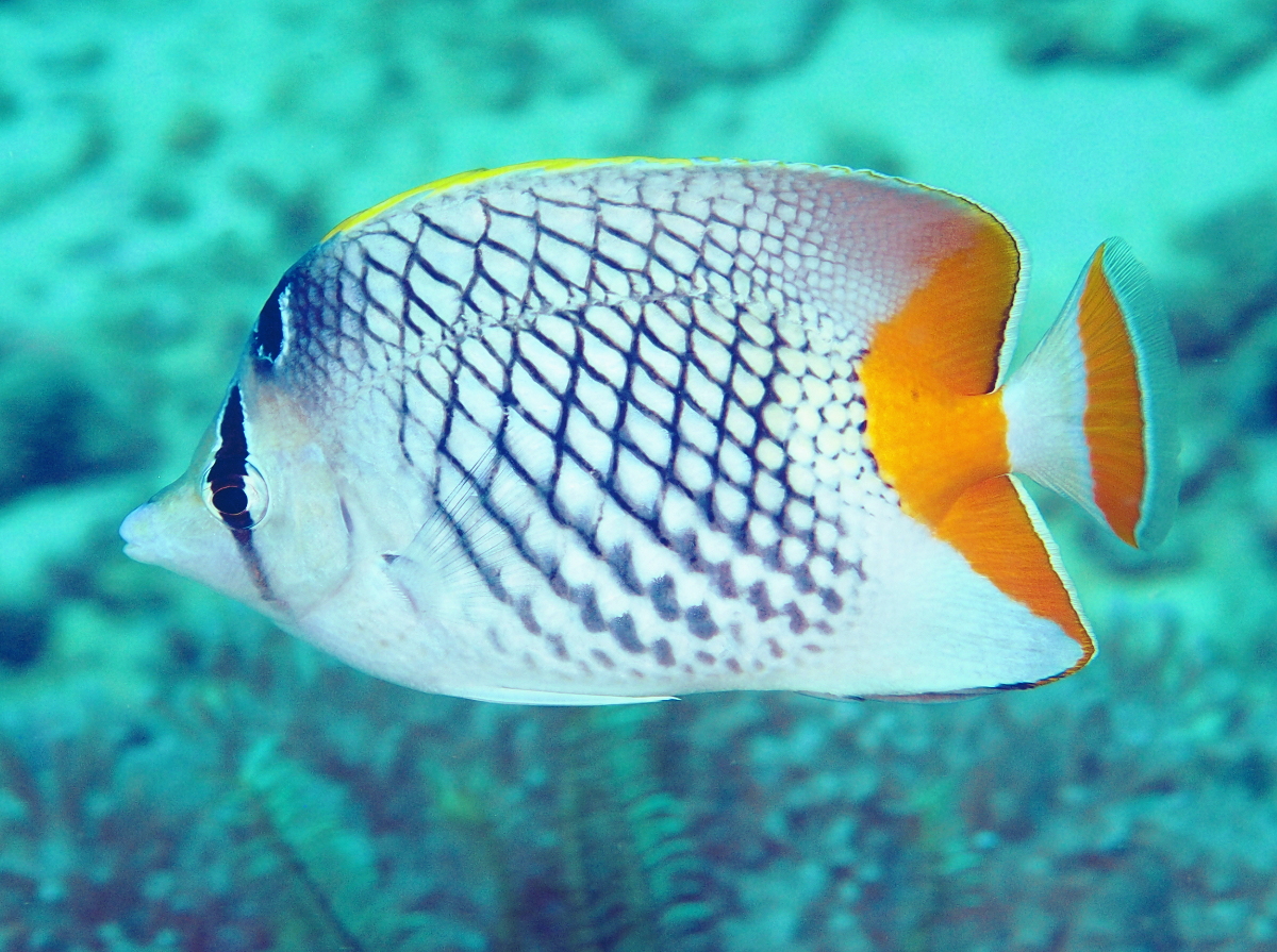 Crosshatch Butterflyfish - Chaetodon xanthurus - Anilao, Philippines