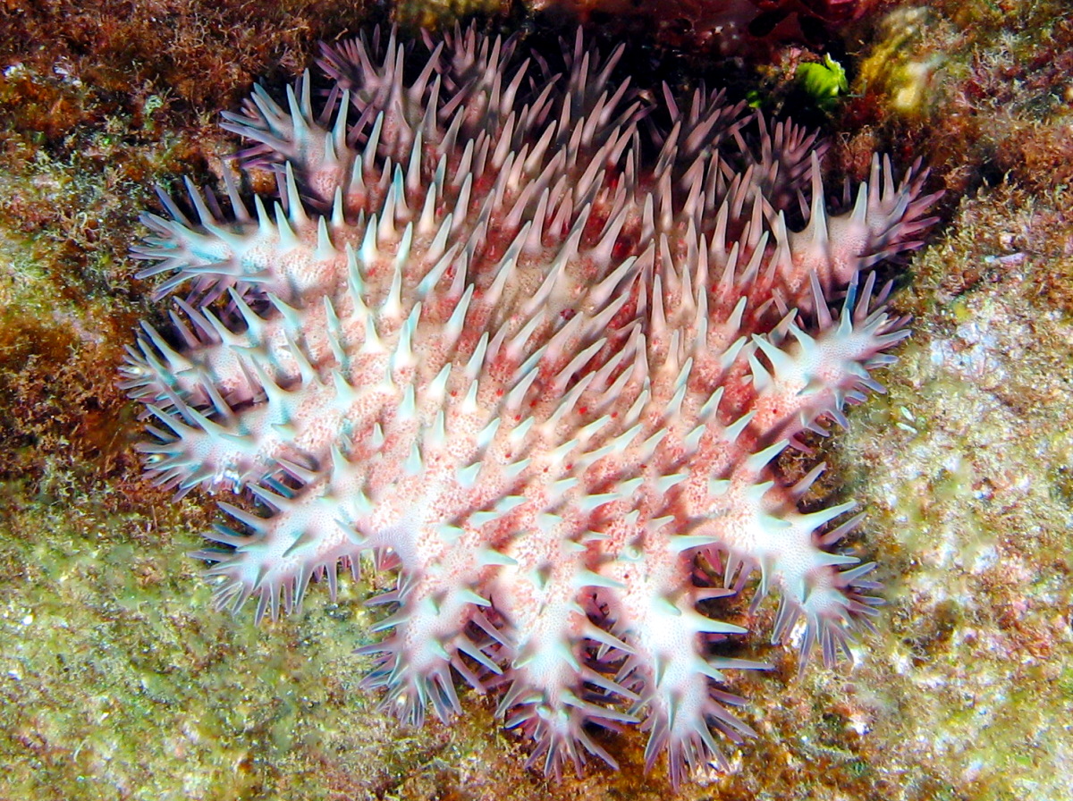 Crown-Of-Thorns - Acanthaster planci