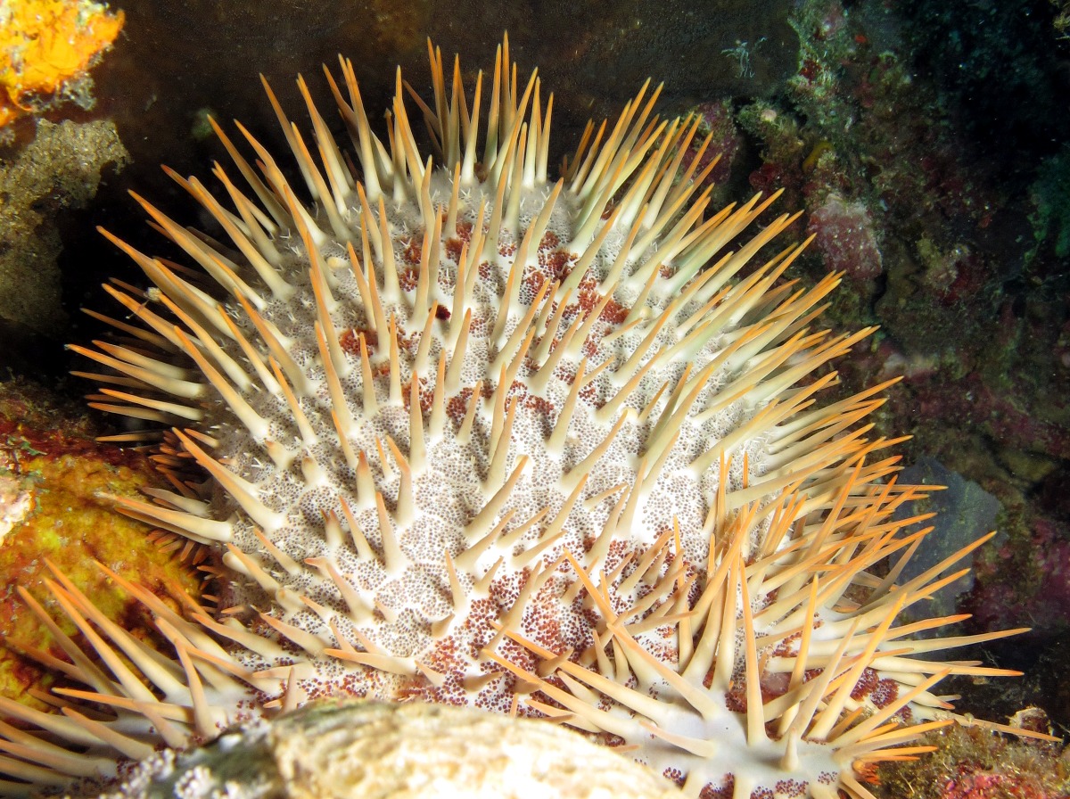 Crown-Of-Thorns - Acanthaster planci