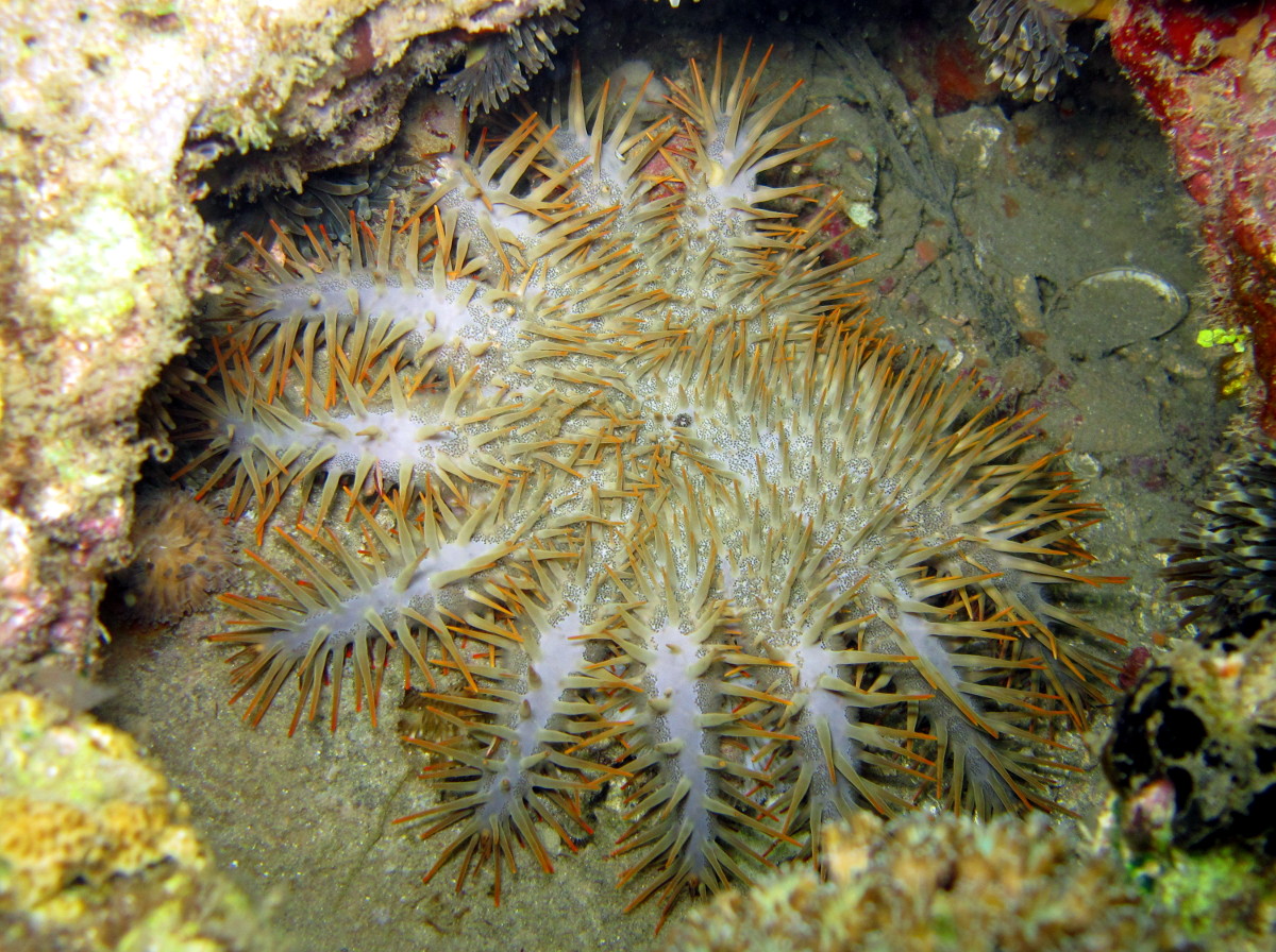 Crown-Of-Thorns - Acanthaster planci