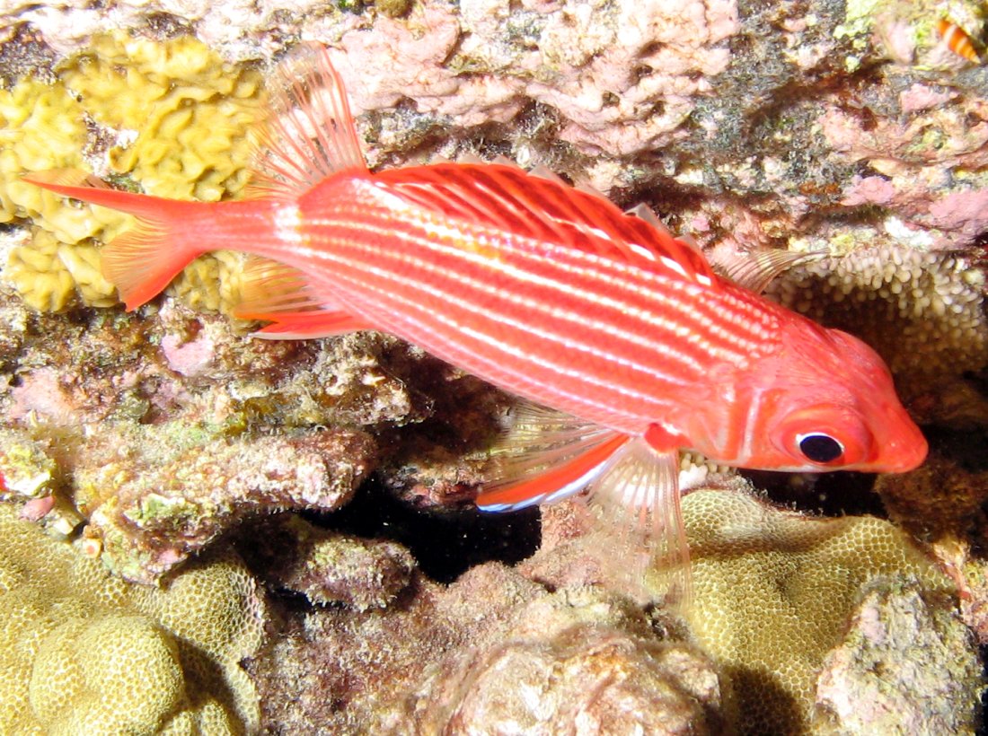 Crown Squirrelfish - Sargocentron diadema