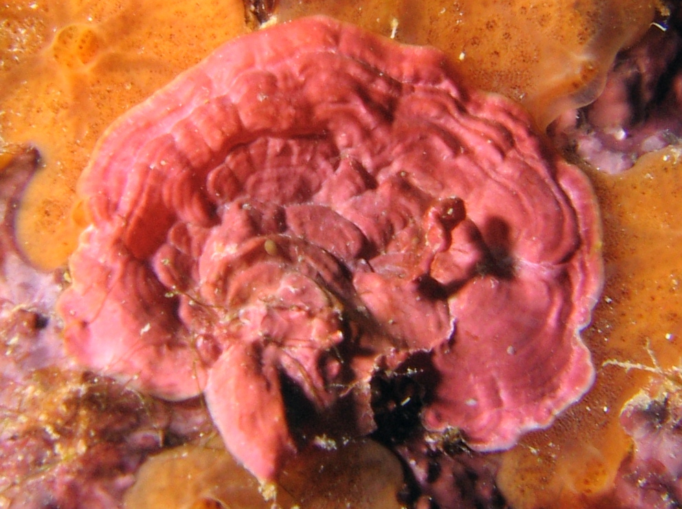 Crustose Coralline Algae - 