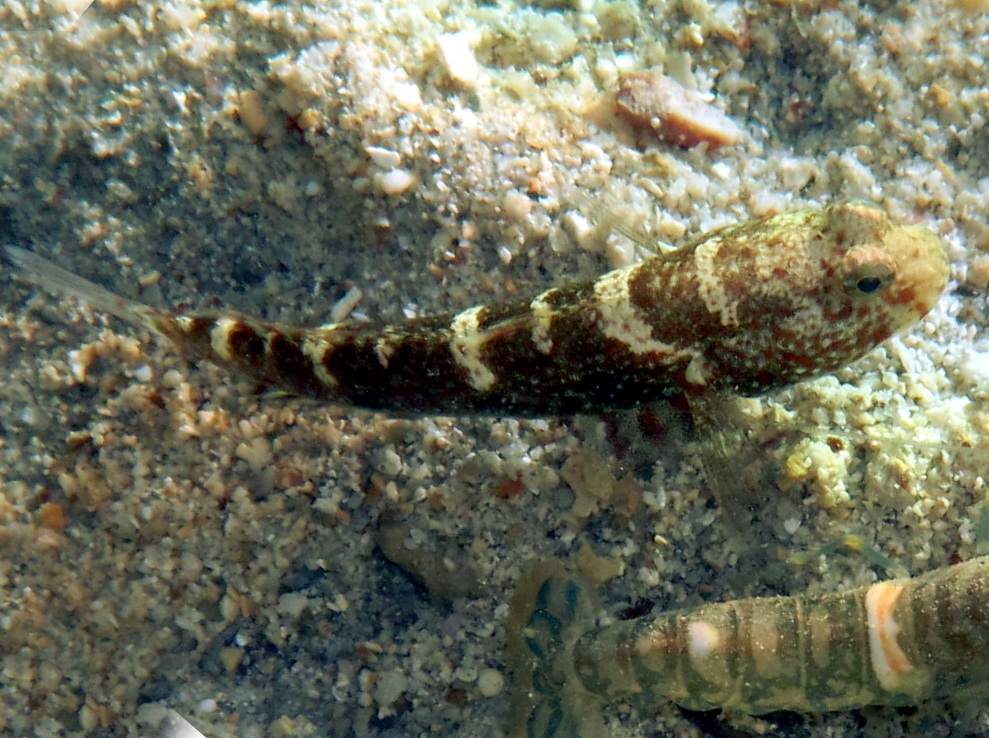 Blue-Speckled Shrimpgoby - Cryptocentrus caeruleopunctatus