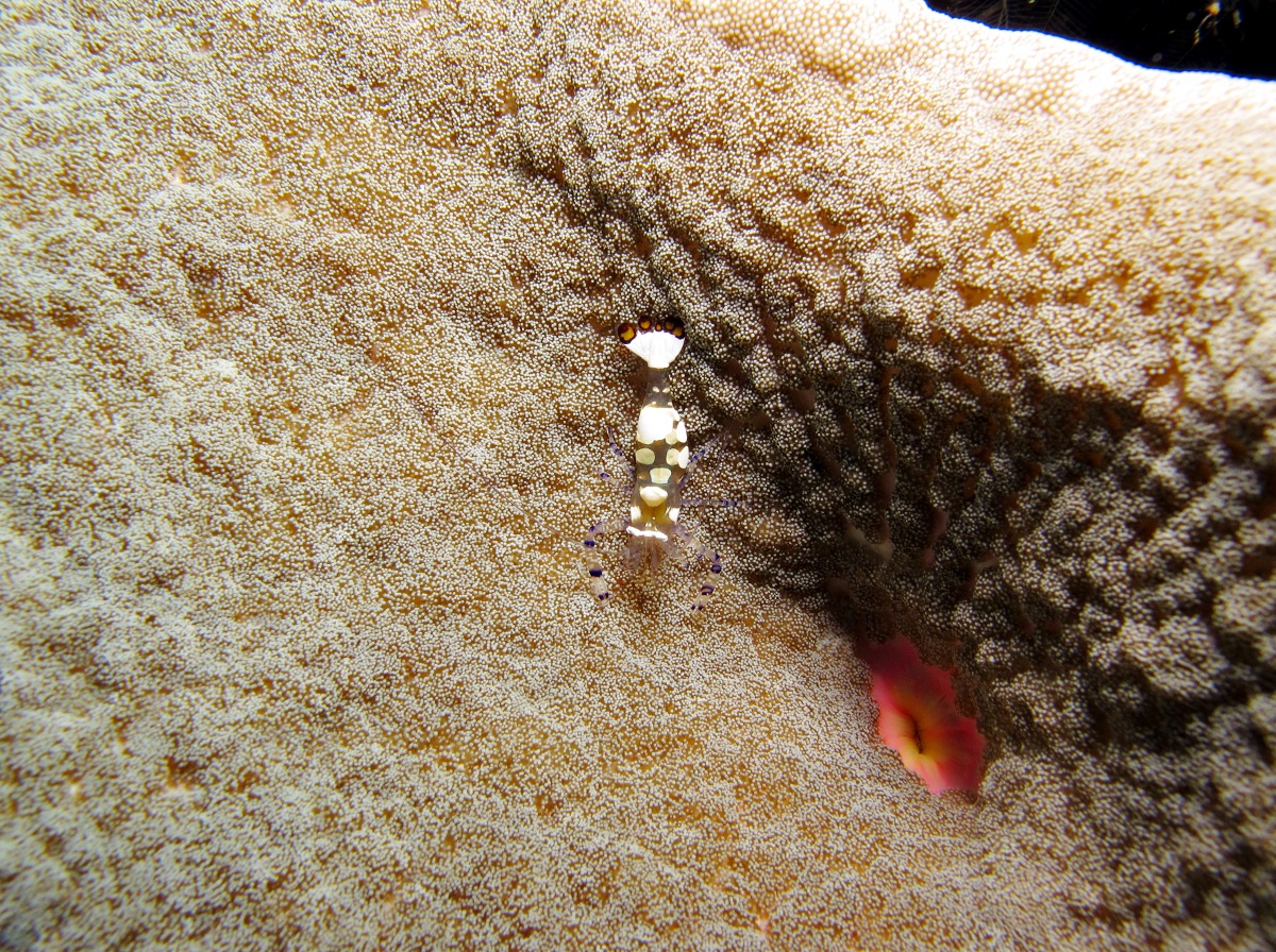 Adhesive Sea Anemone - Cryptodendrum adhaesivum - Yap, Micronesia