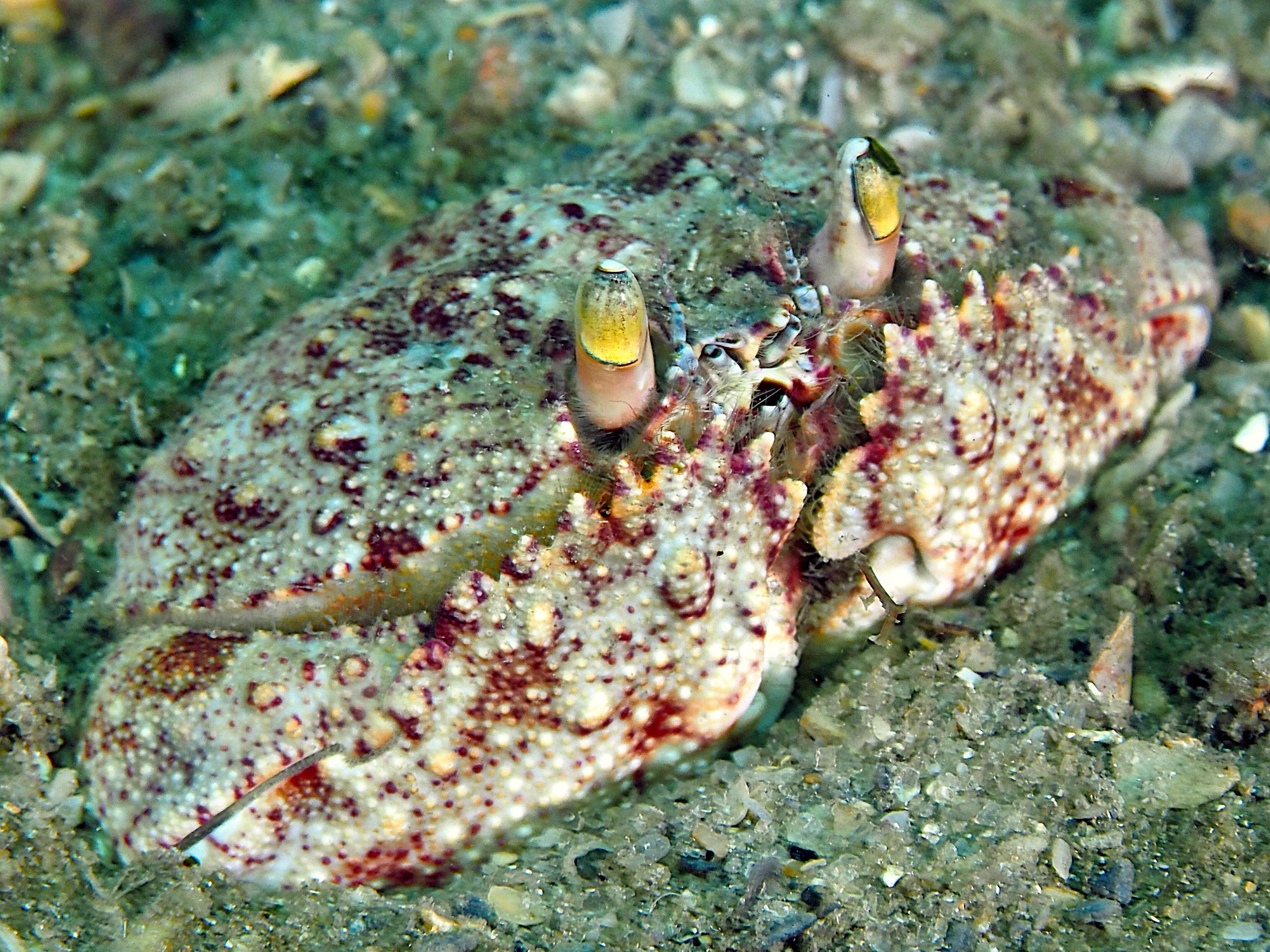 Shameface Heart Crab - Cryptosoma bairdii