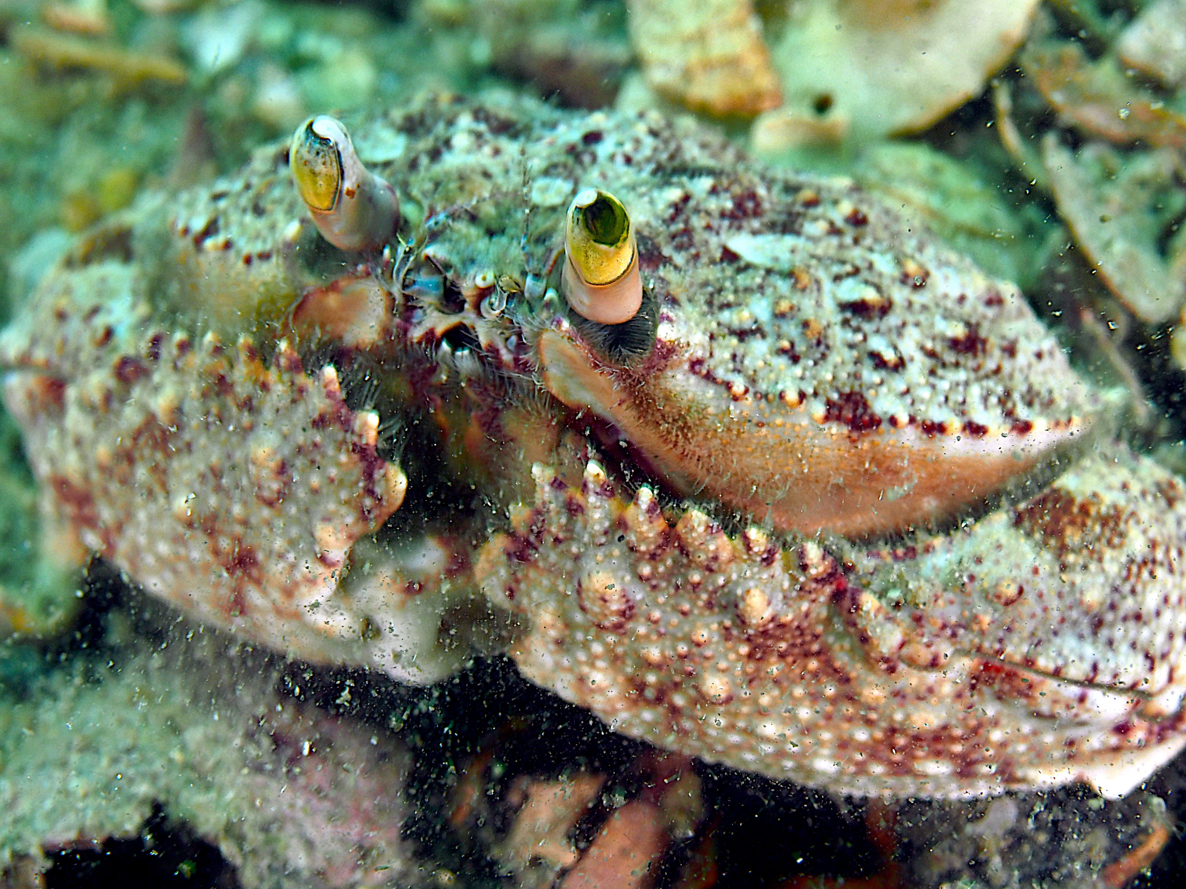 Shameface Heart Crab - Cryptosoma bairdii